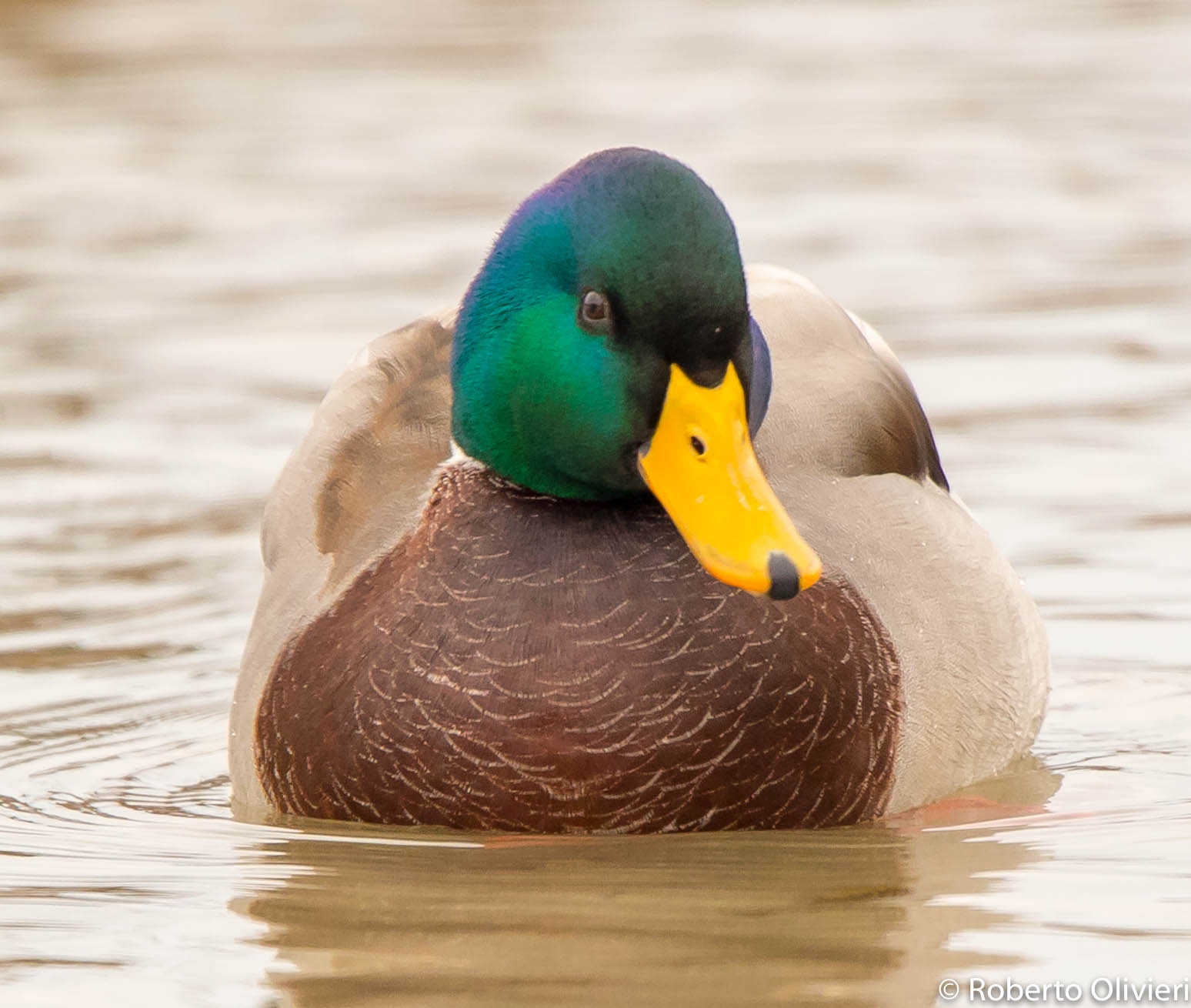 Portrait of Mallard
