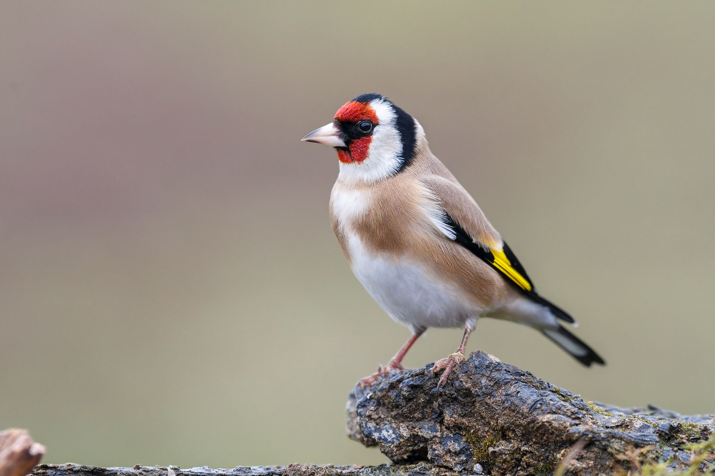 Goldfinch