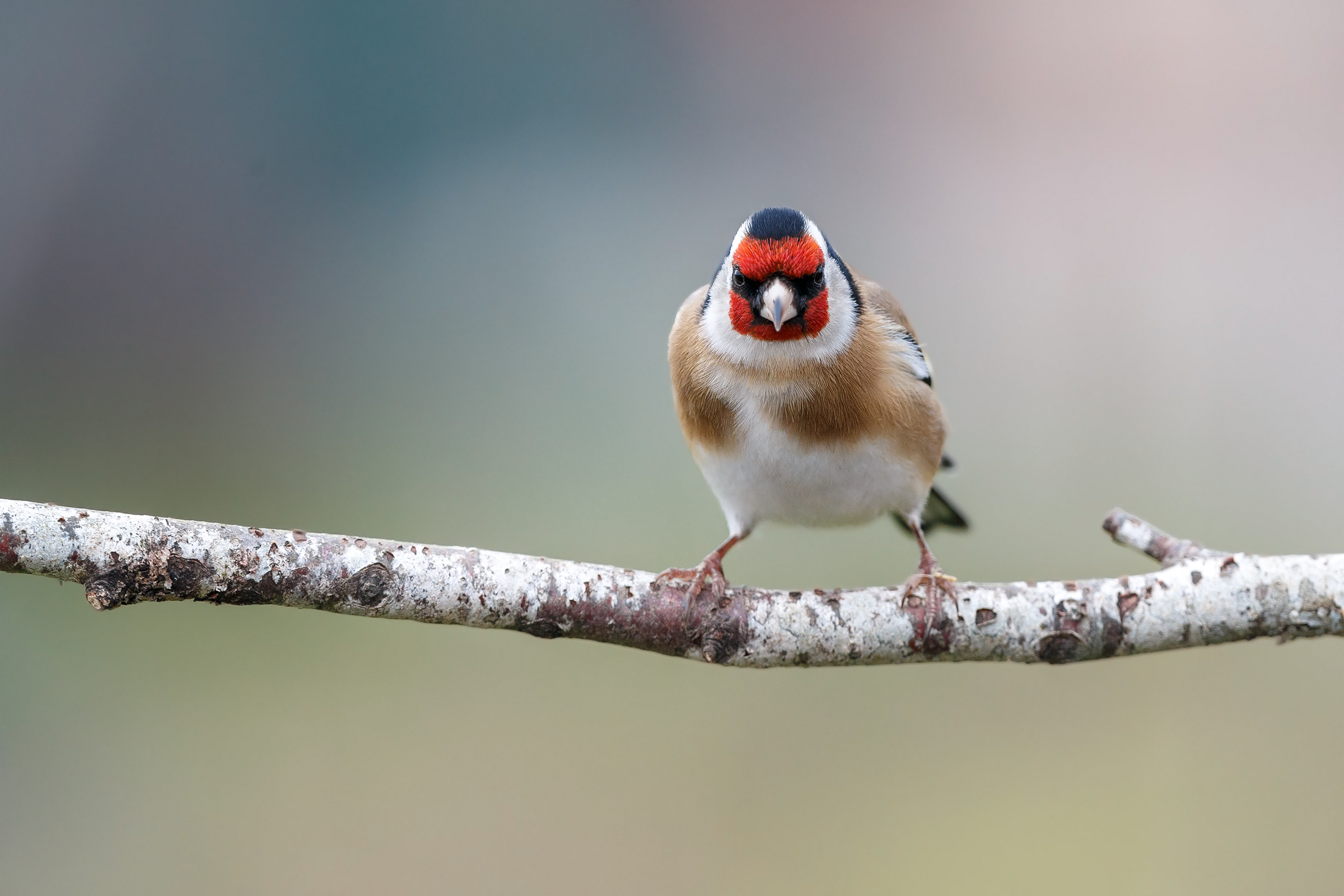 Goldfinch