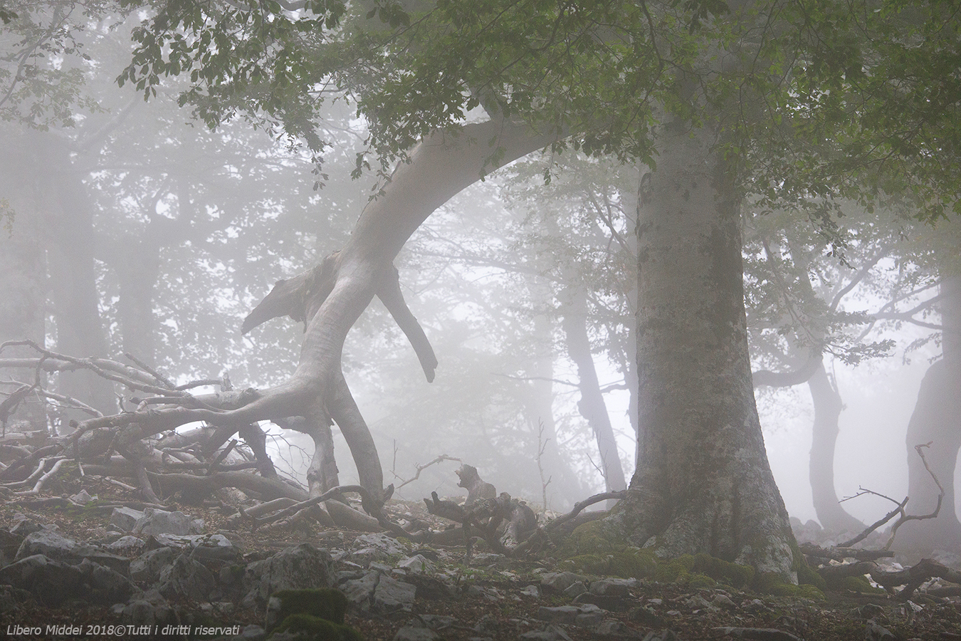 La faggeta e la nebbia Lepina