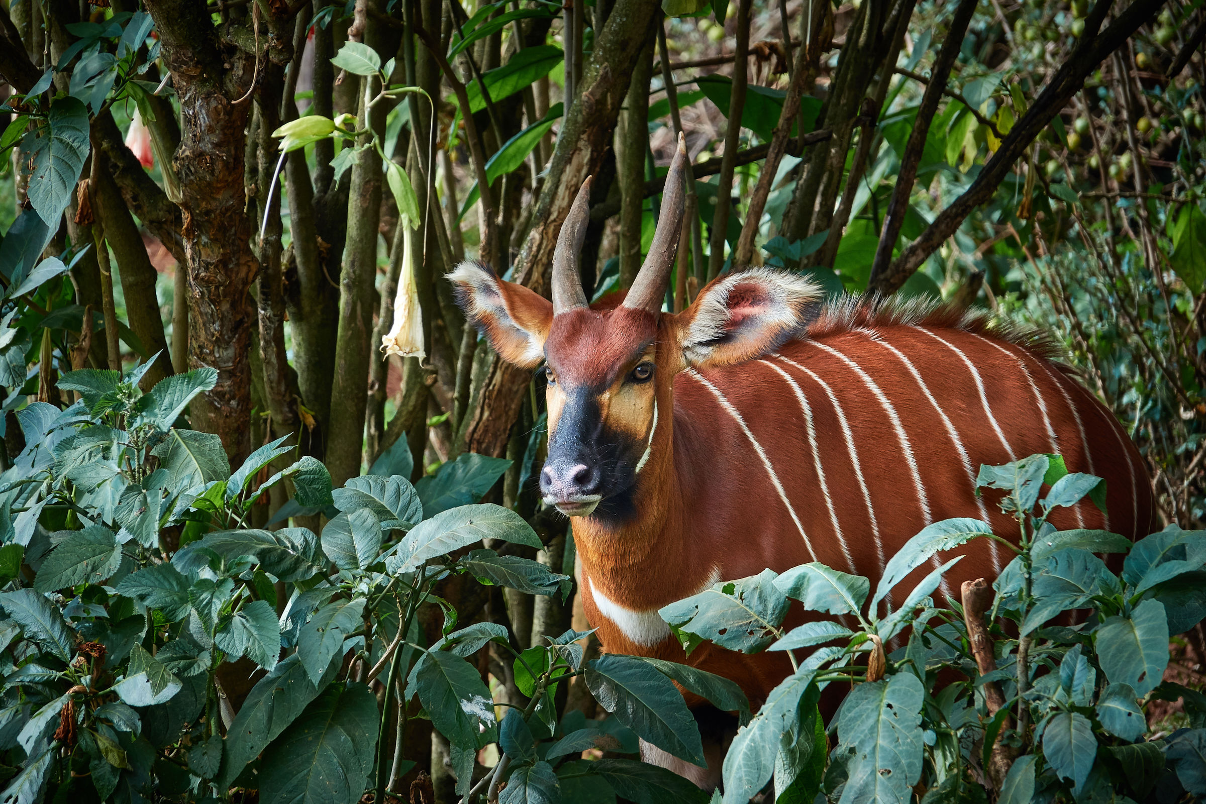 Mountain Bongo