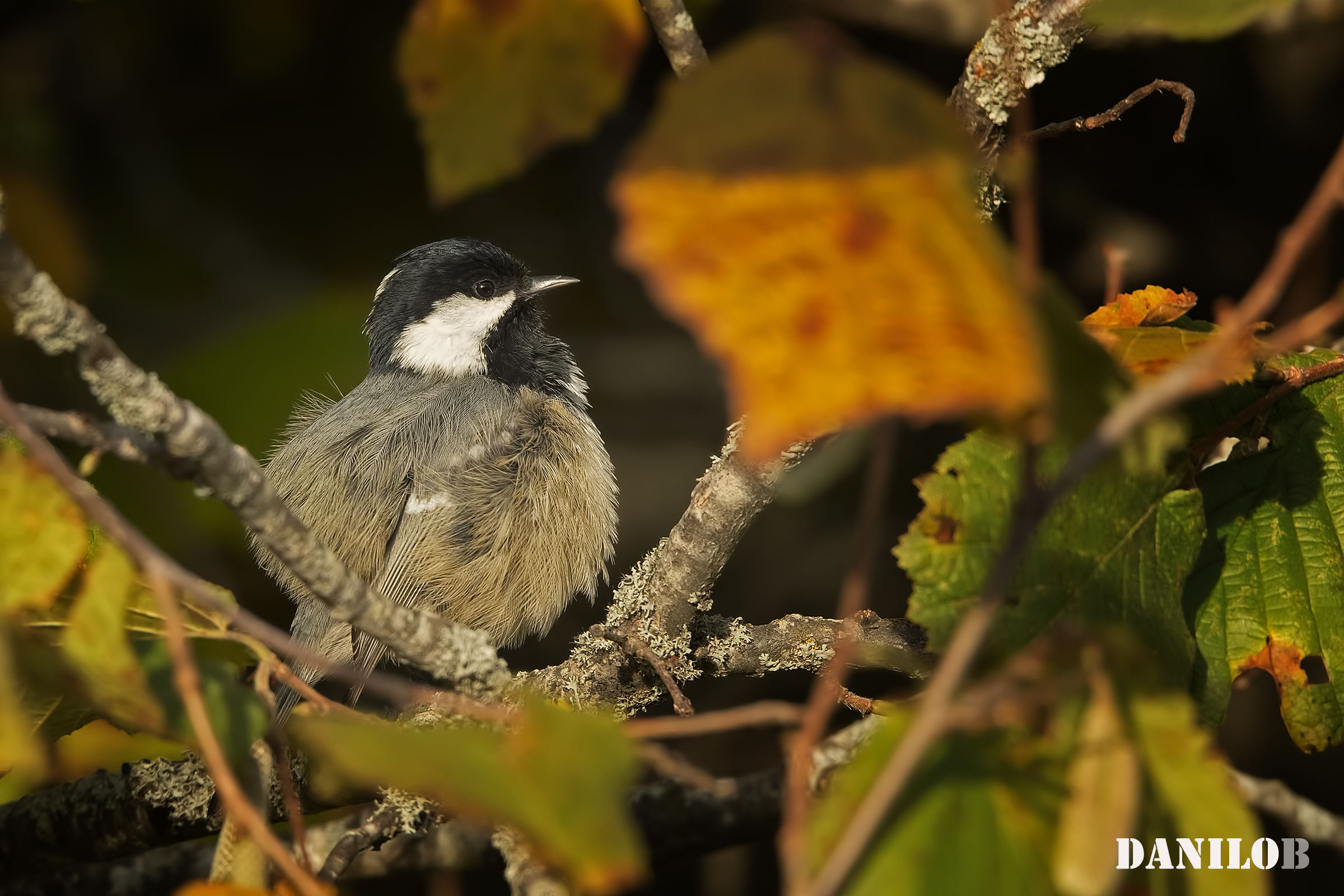 Black tit
