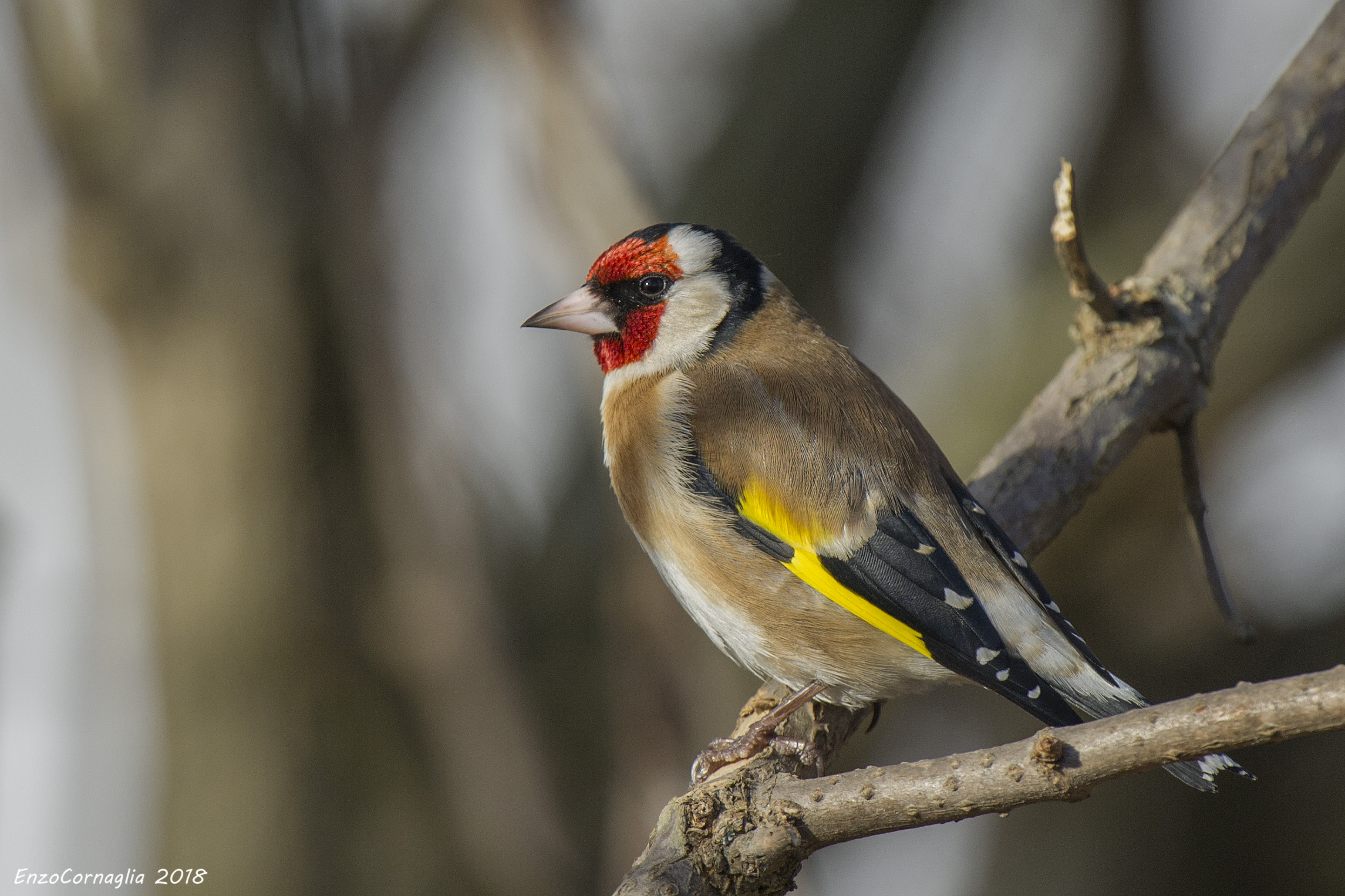 Goldfinch