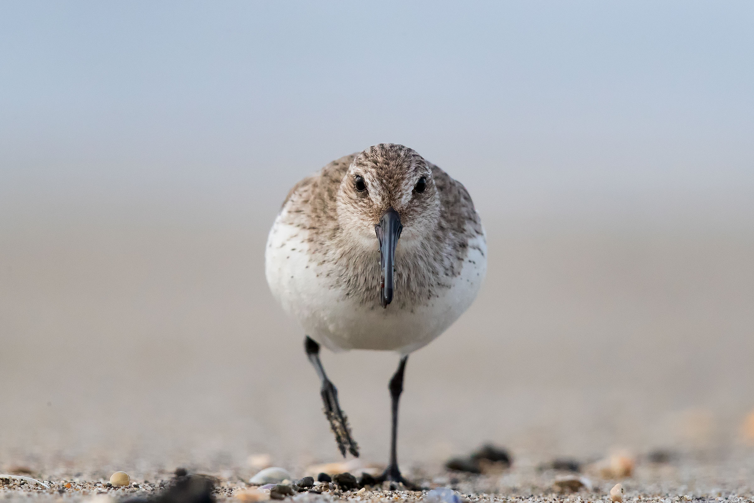 Pancianera sandpiper