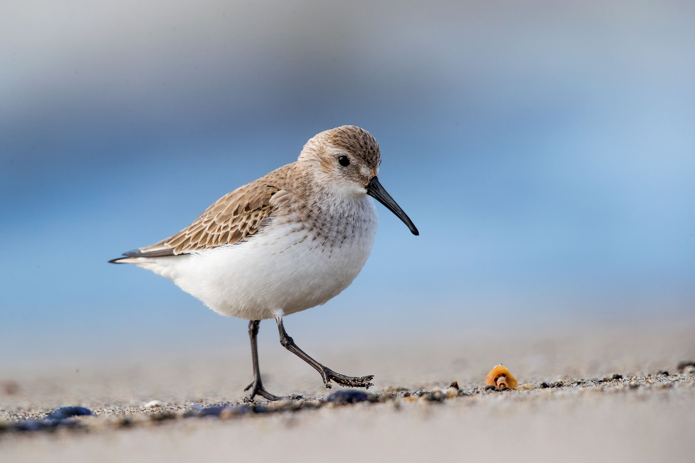 Pancieanera sandpiper