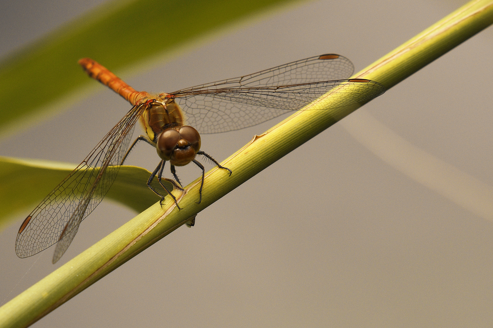Dragonfly