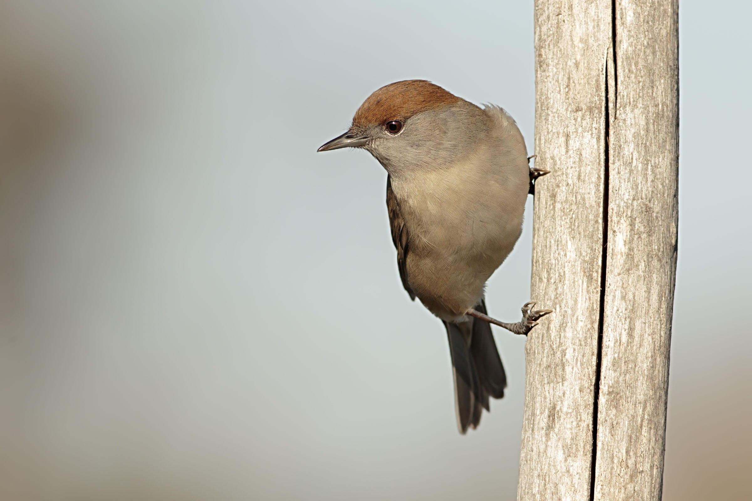 Blackcapinera Female
