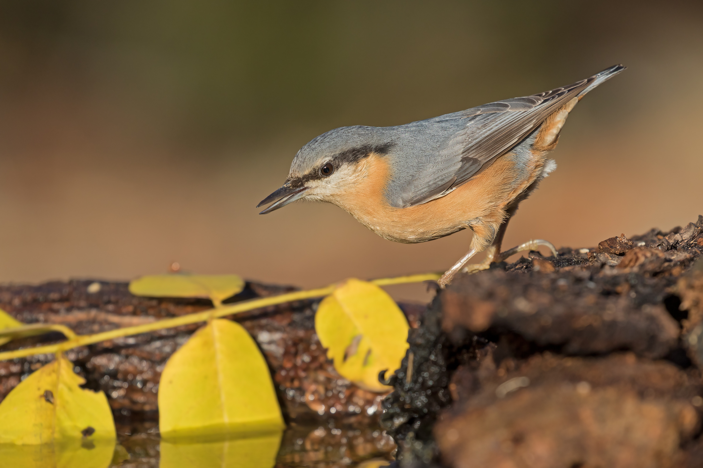 Nuthatch