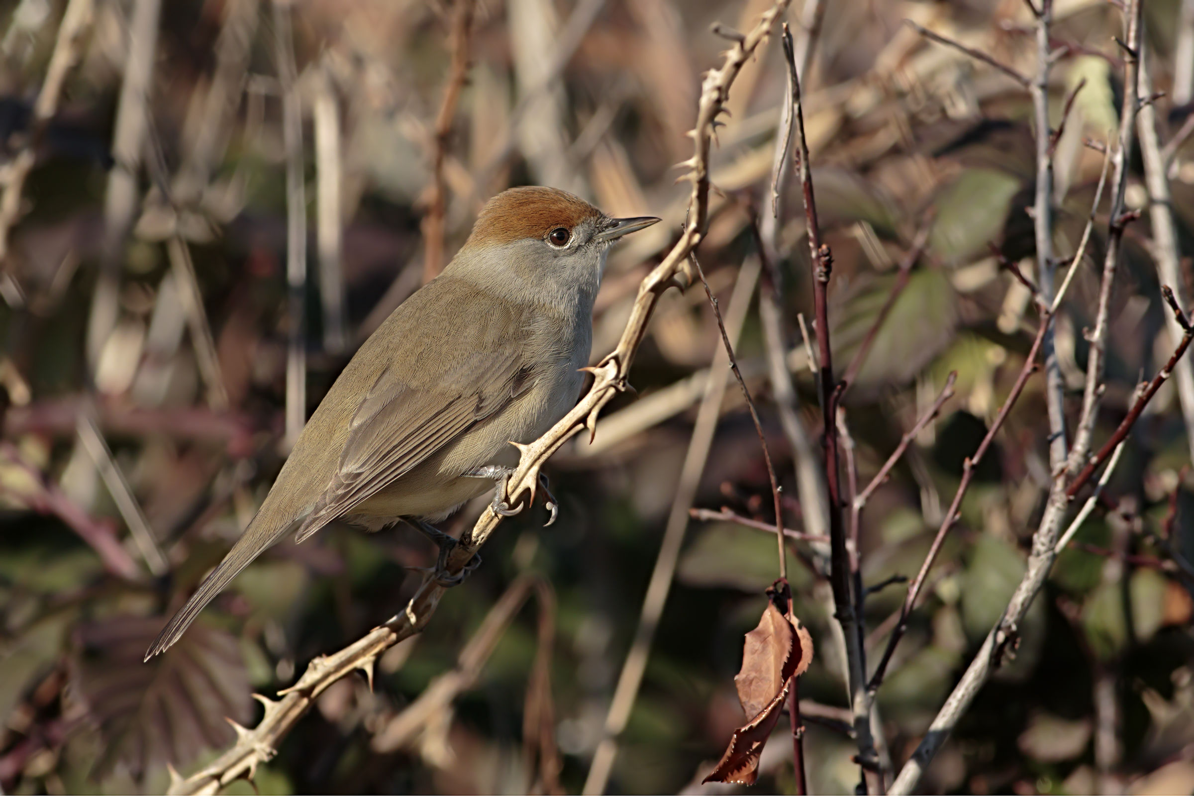 Blackcapinera Female