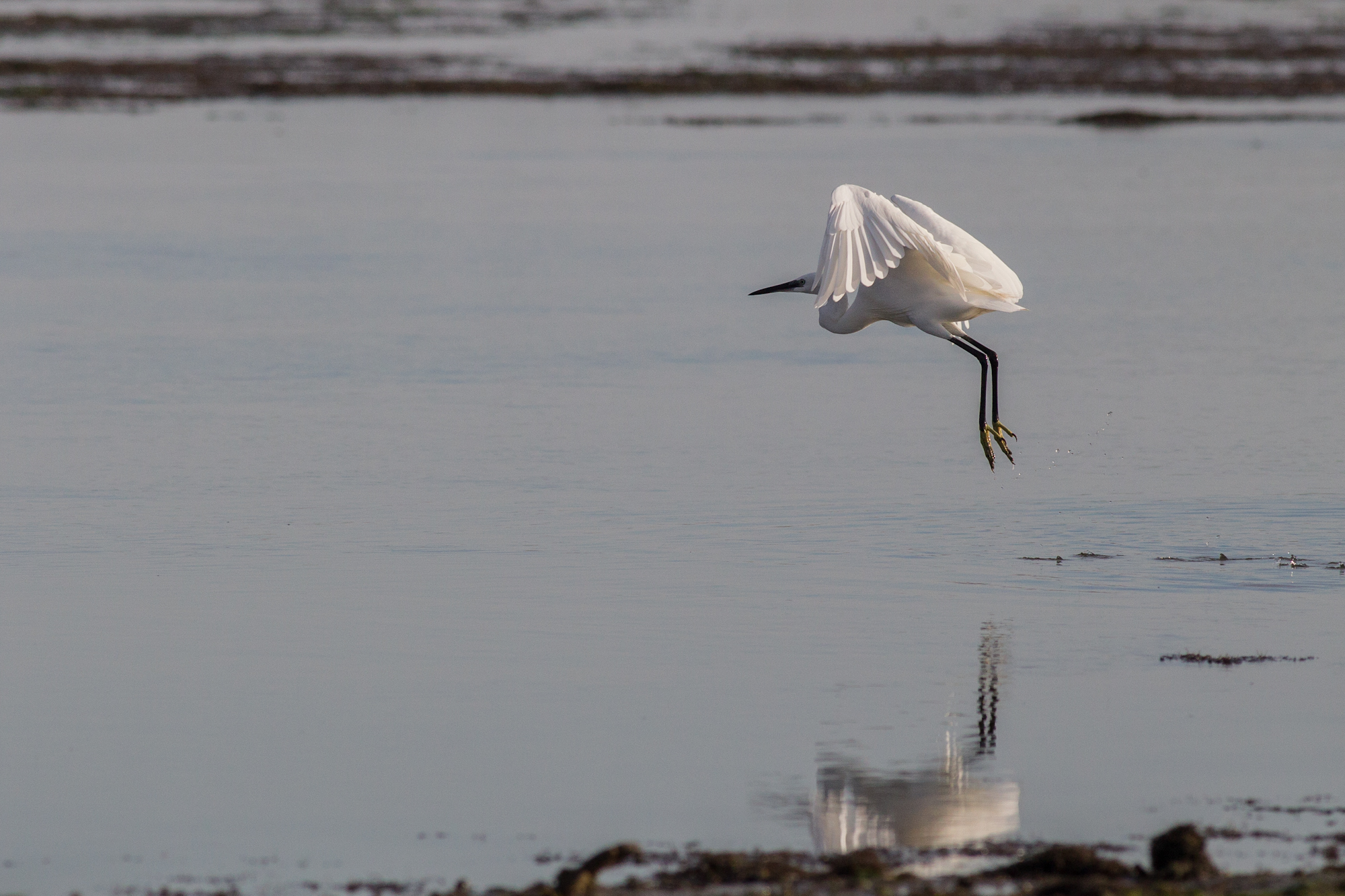 The fledging of egret