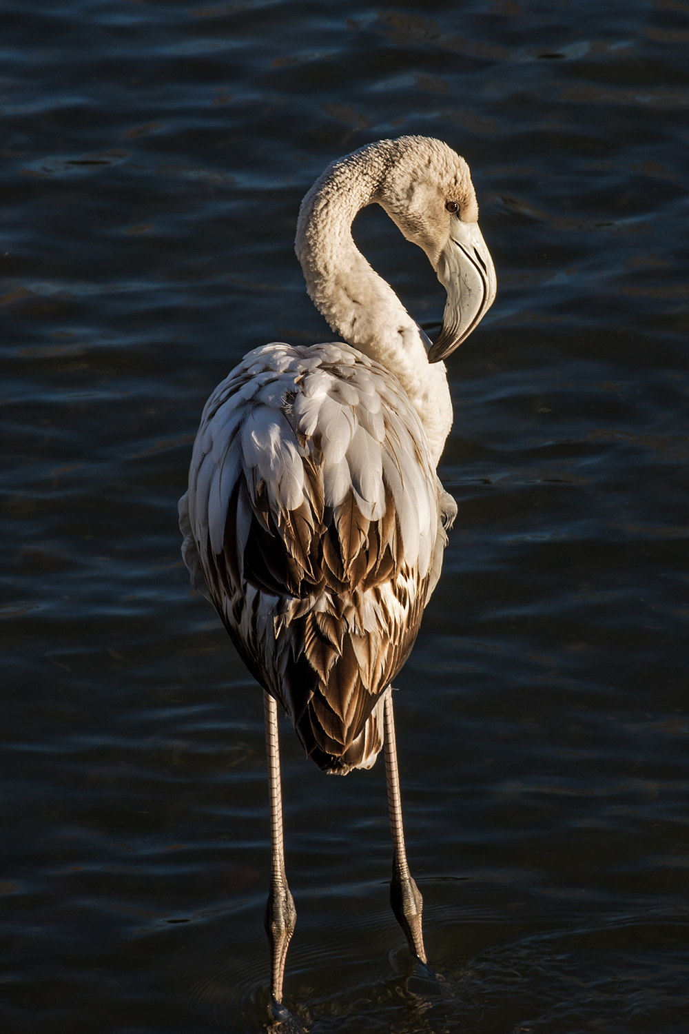 Il giovane fenicottero