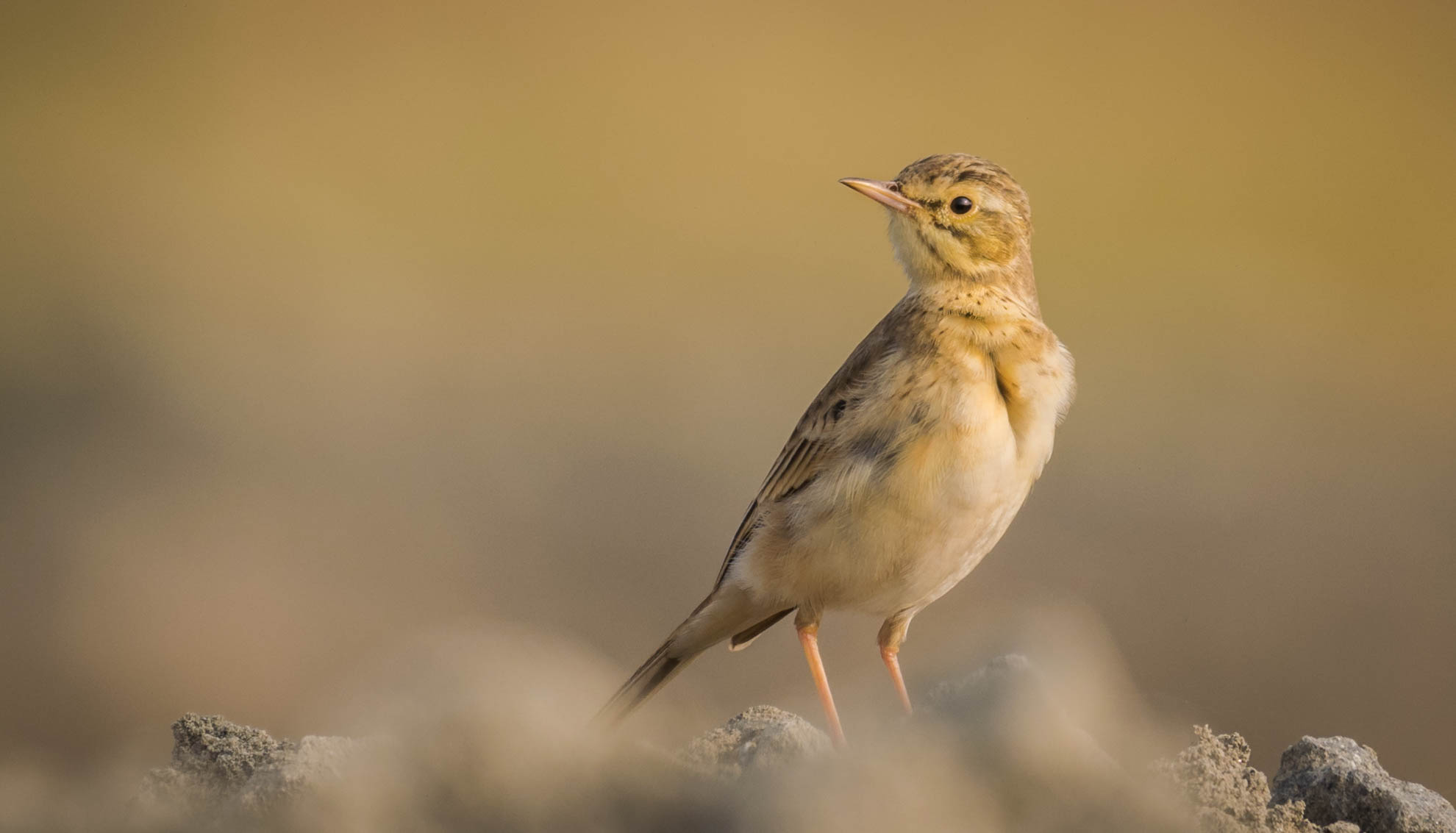 Tawny pipit
