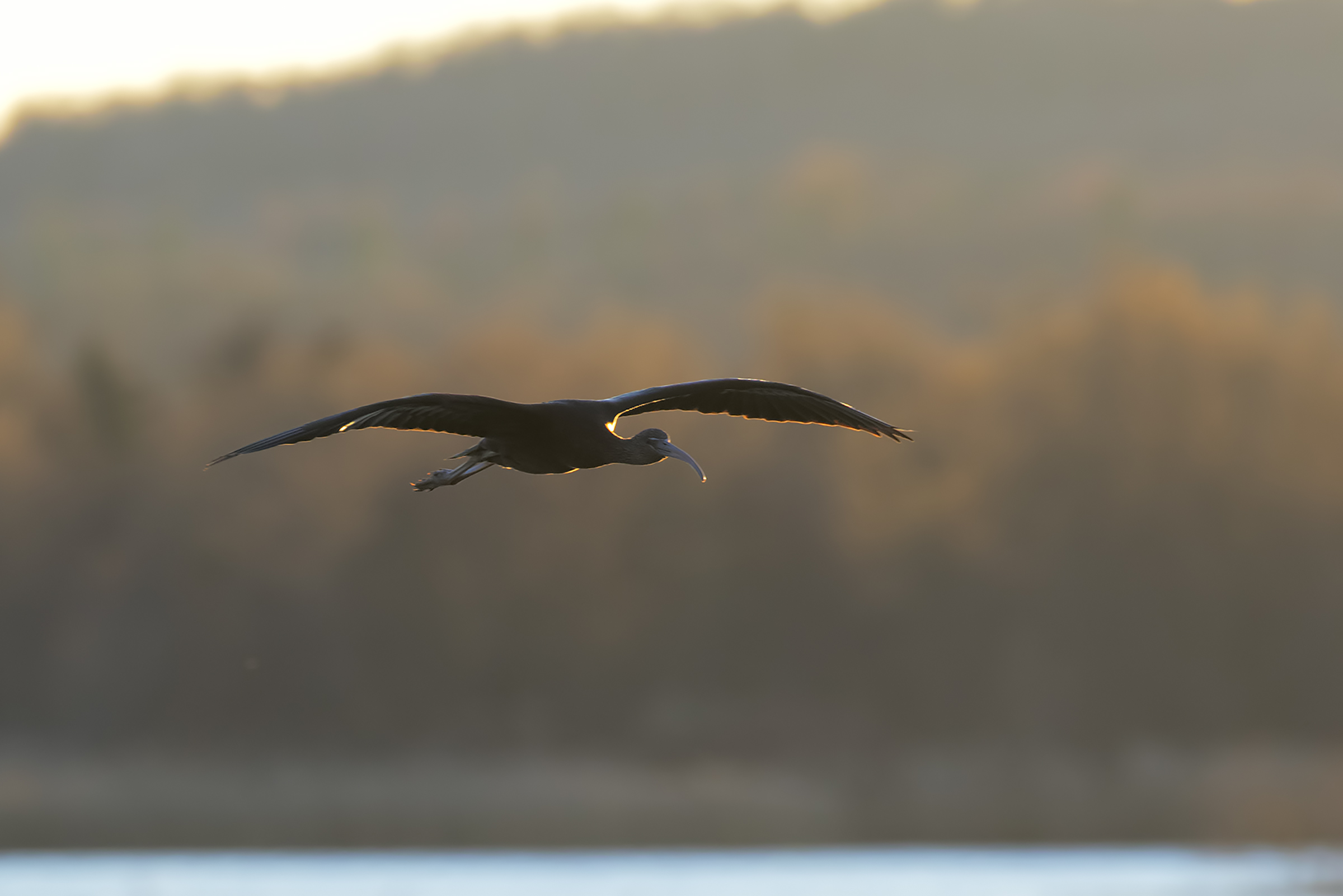 Incoming ligngrass -controluce-