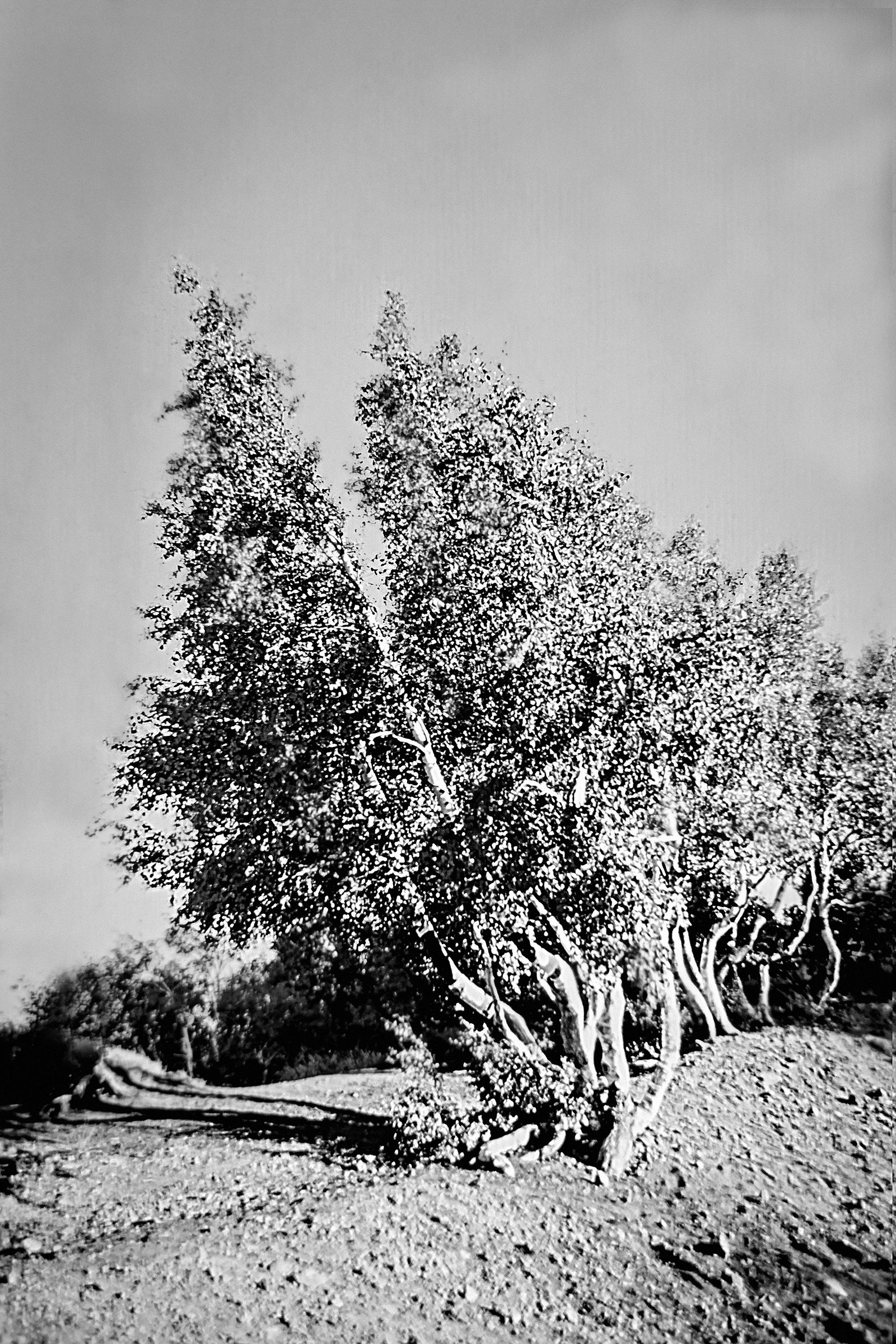 Sottoposto al sole di Sicilia