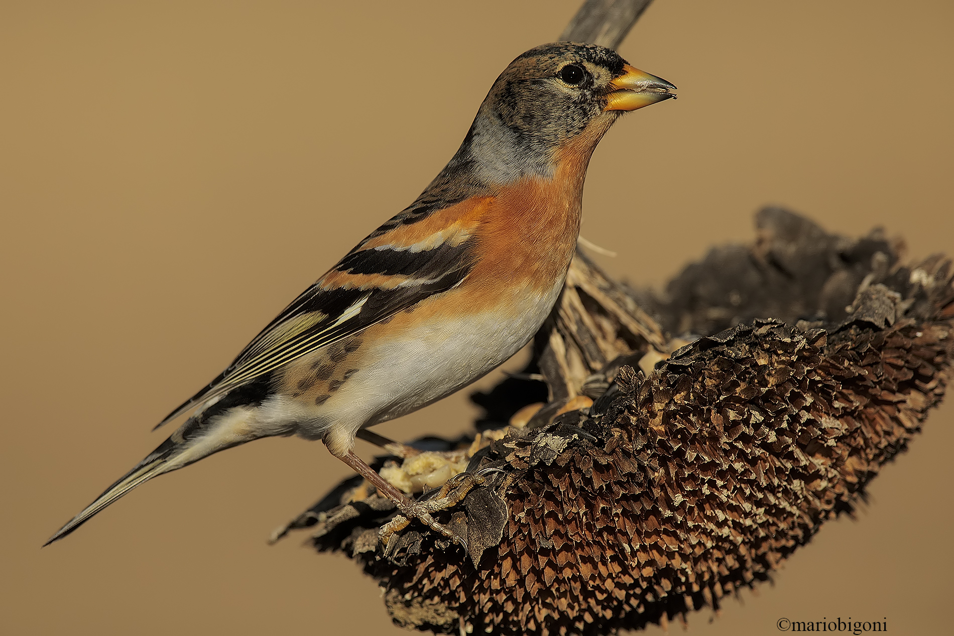 Brambling