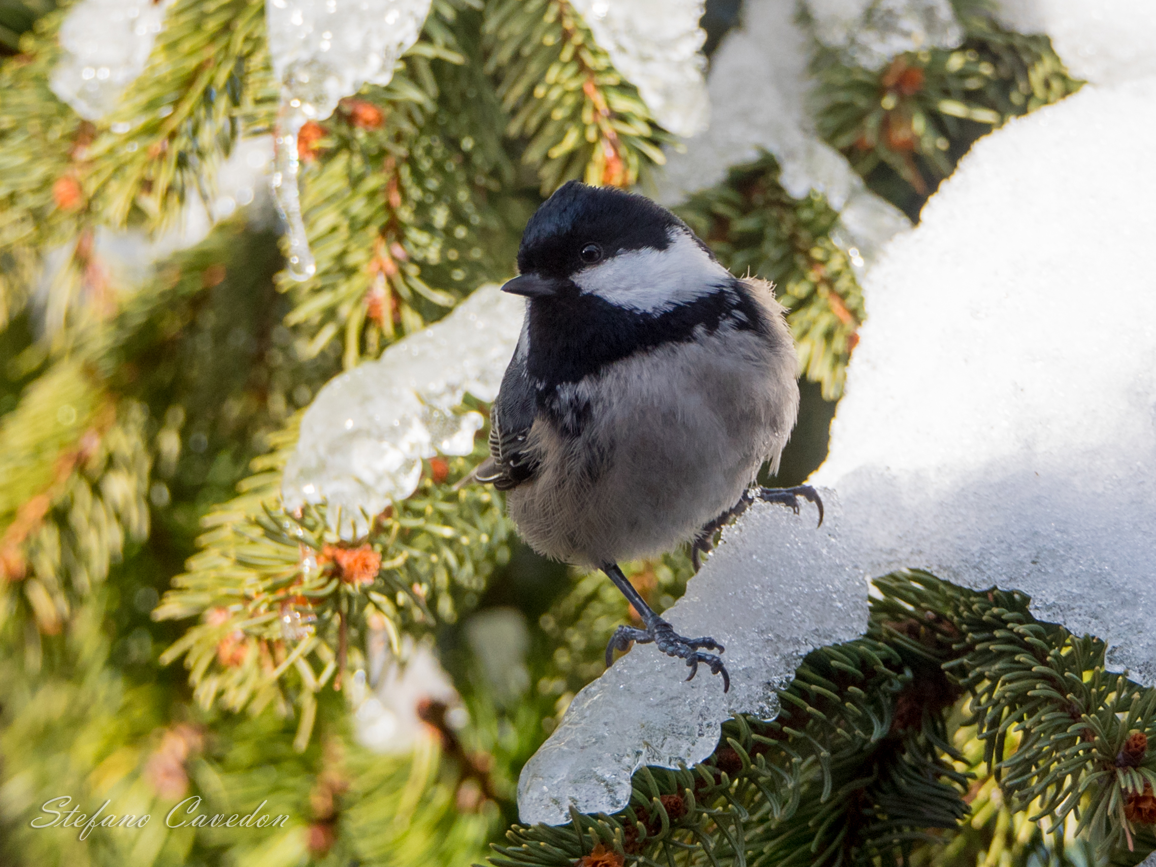 Black tit