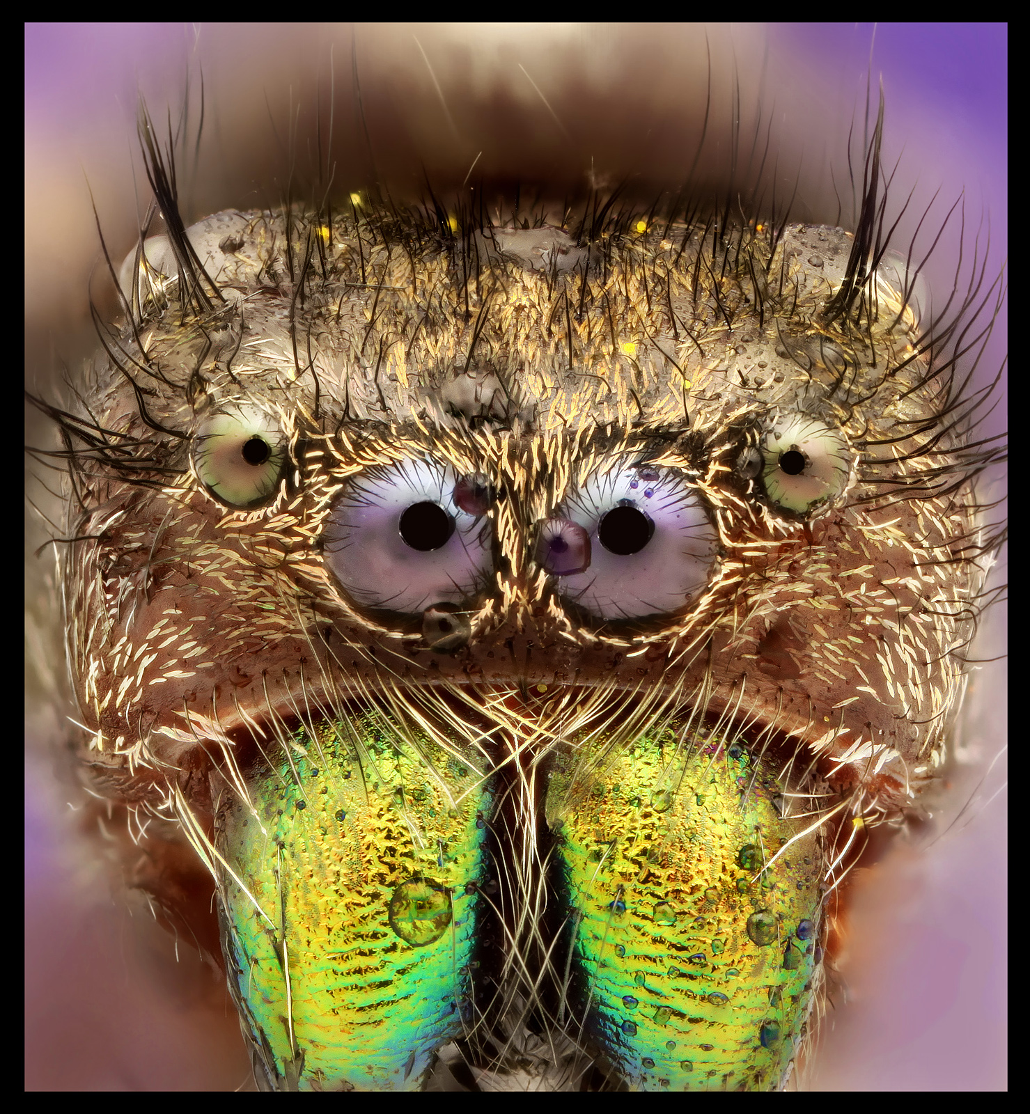 Phidippus audax