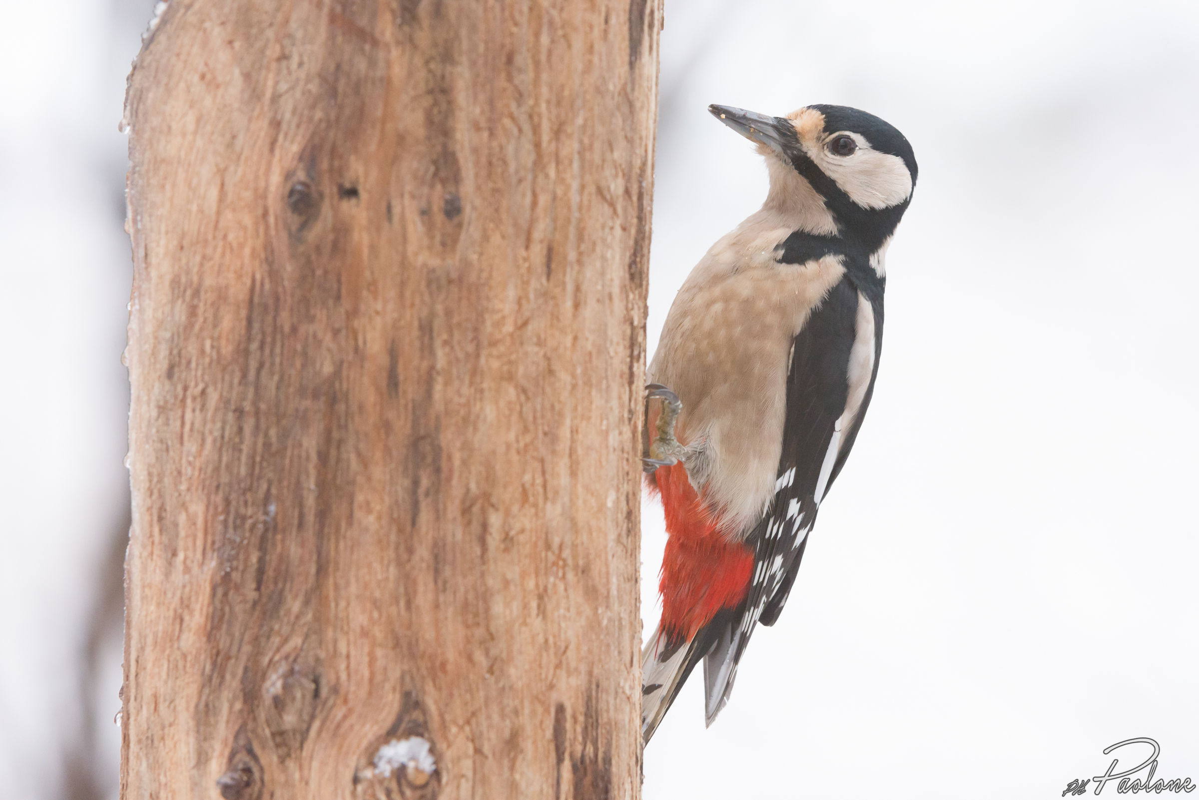 While it's snowing ...