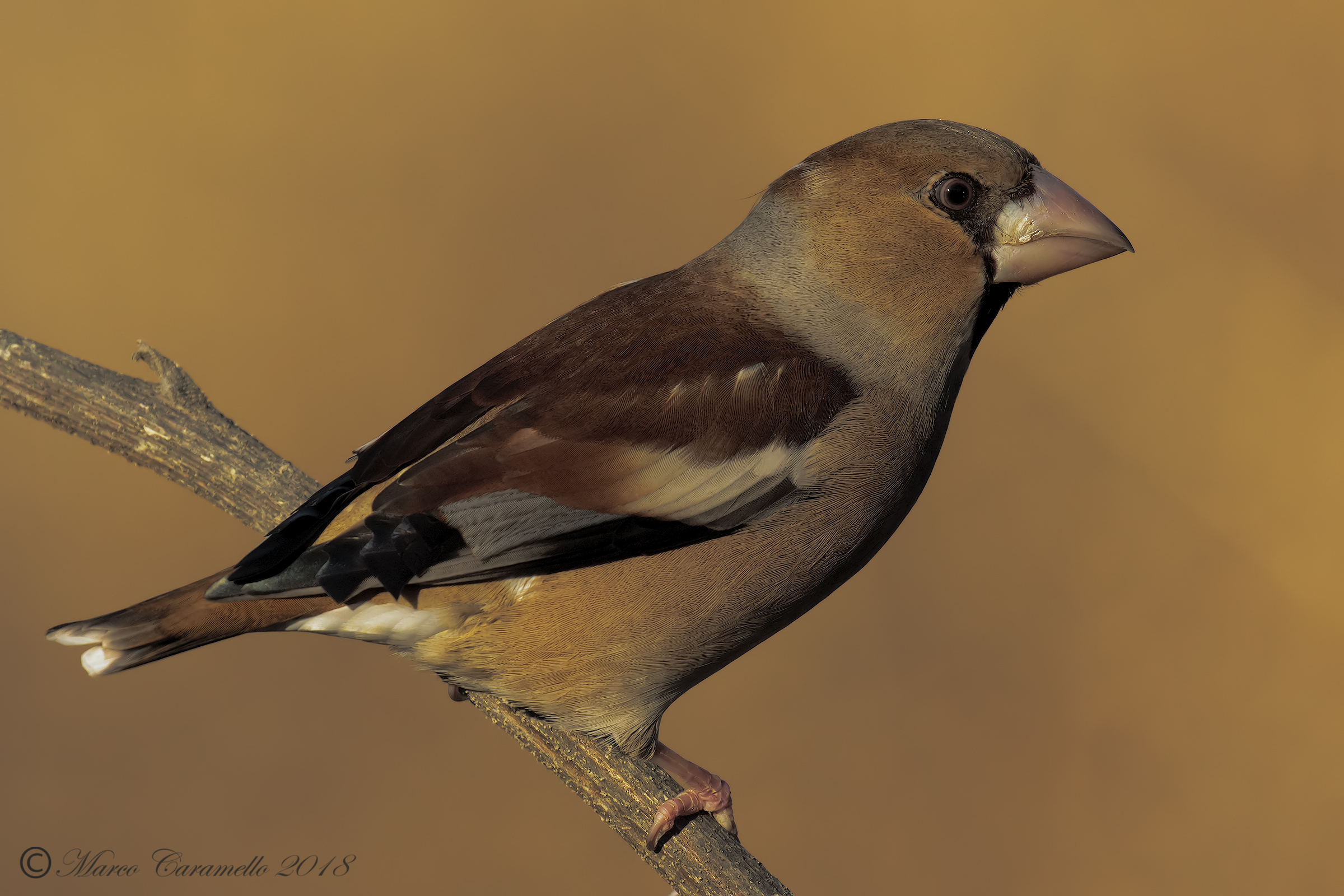 Grosbeak