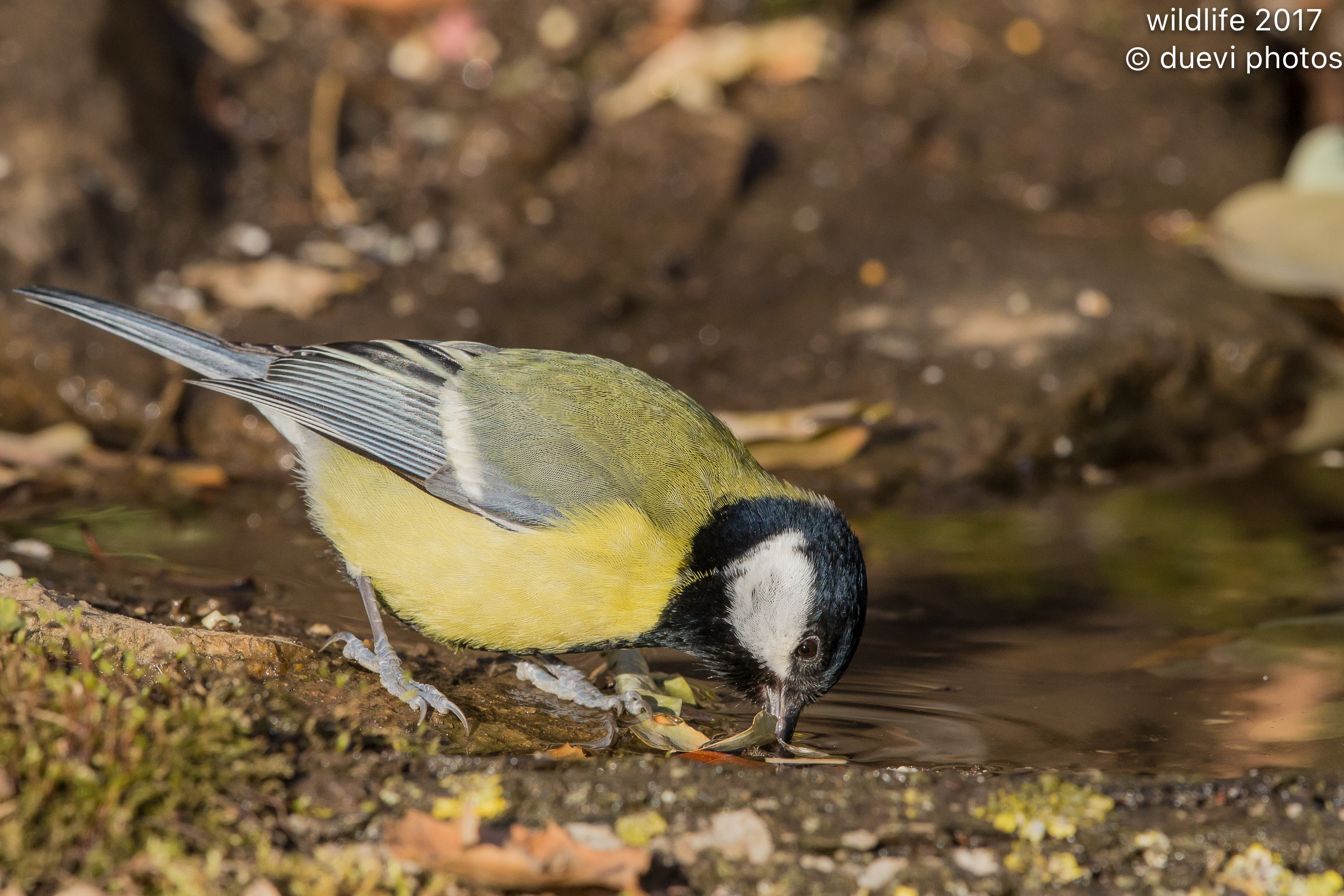 Great Tit