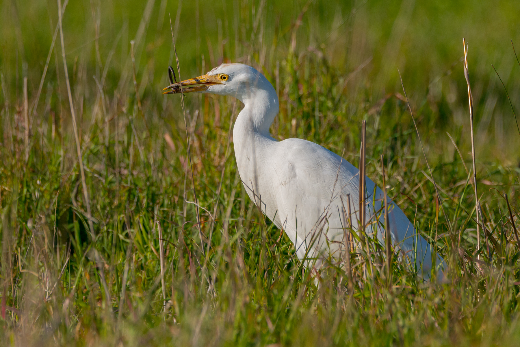 Cattle egret with meal