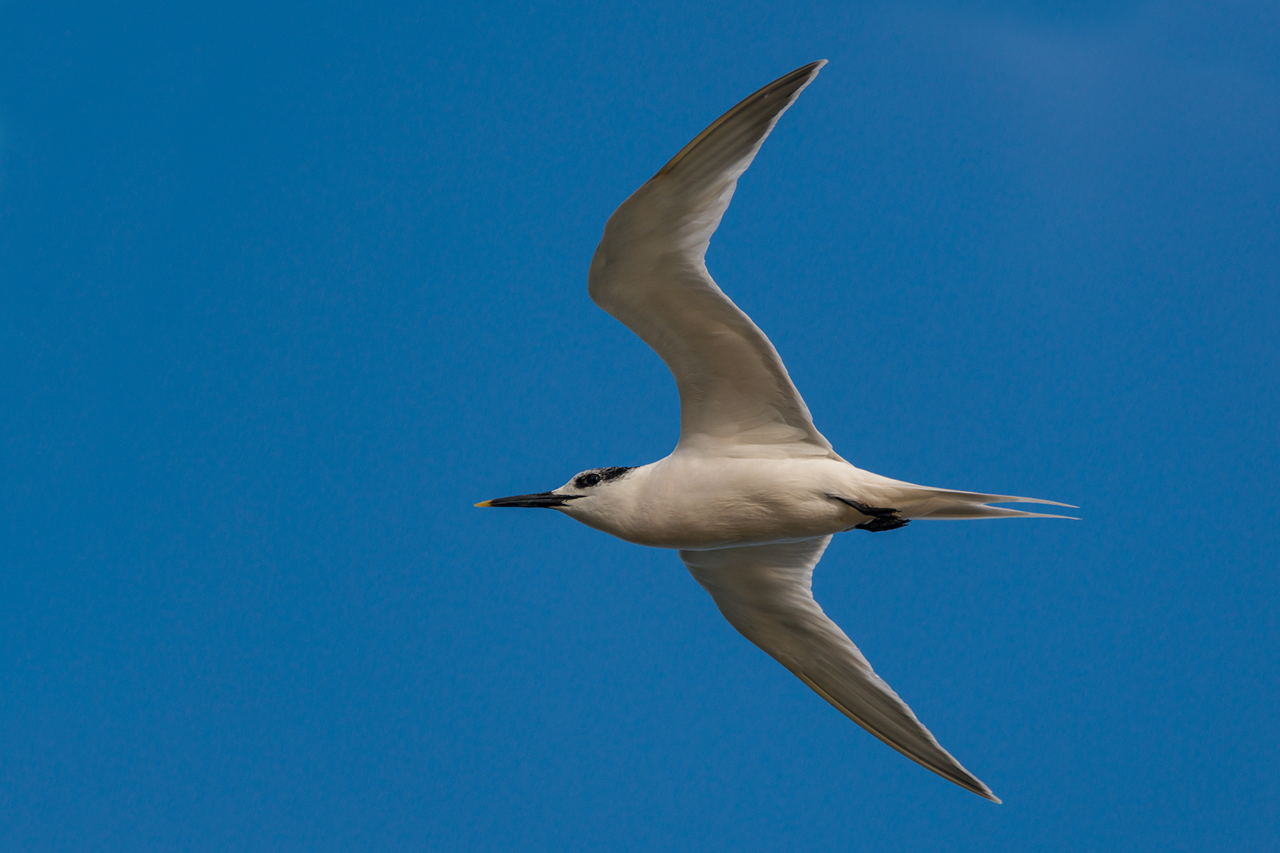 Sandwichers in flight