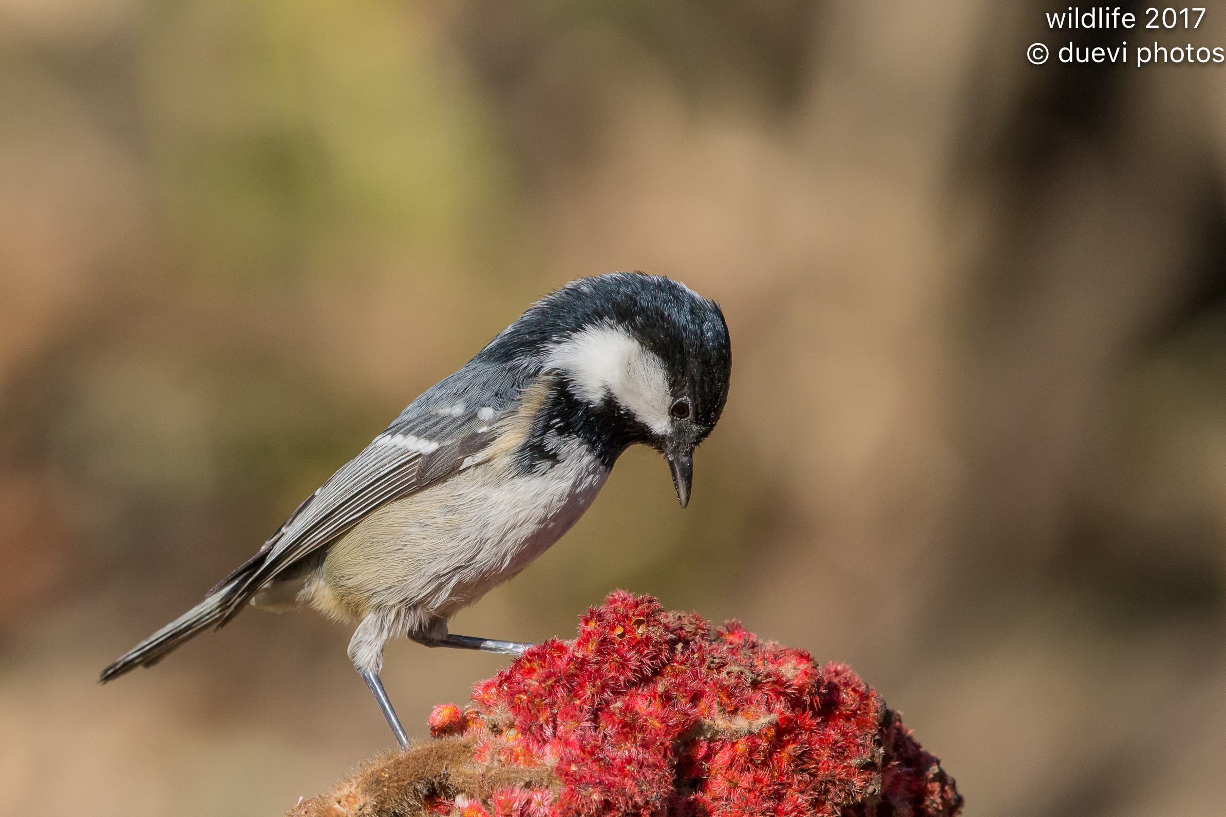 Black tit