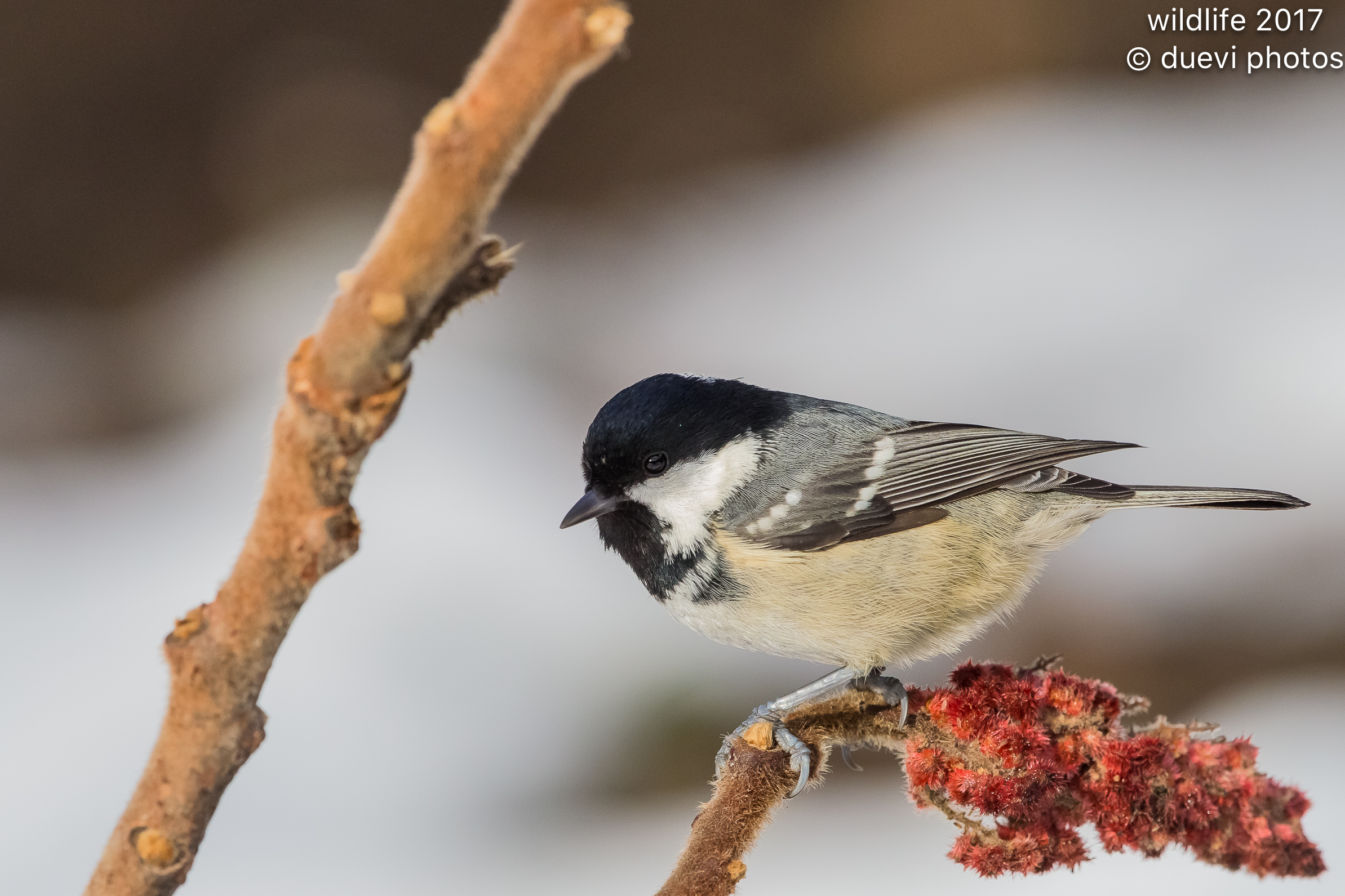Black tit