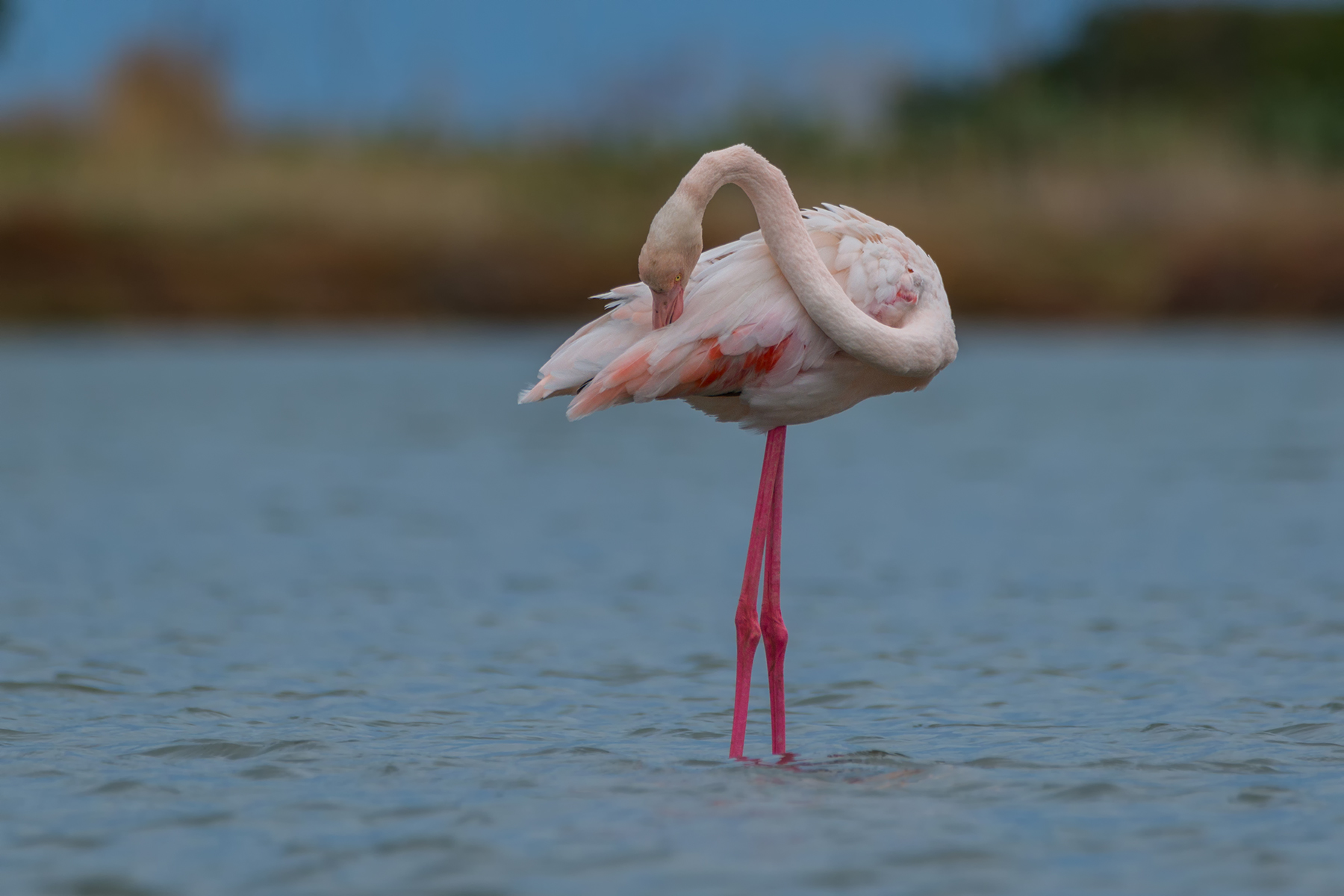 Pink flamingo