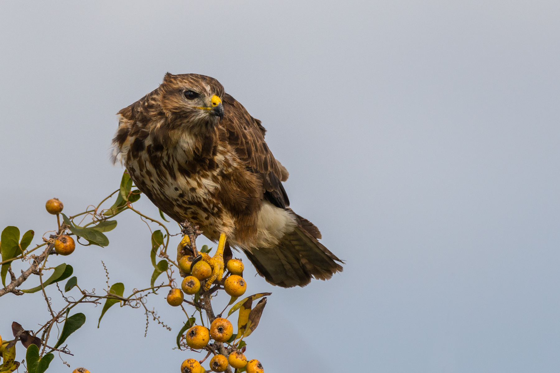 Buzzard