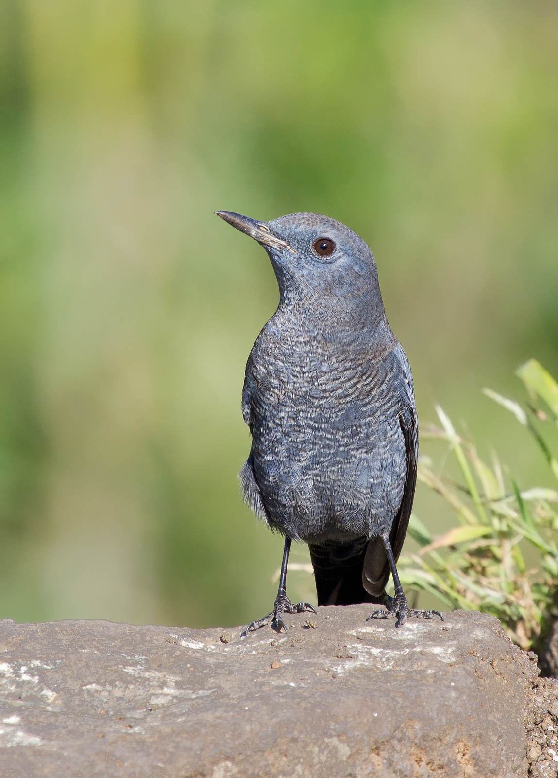 Blue Rock Thrush,Male