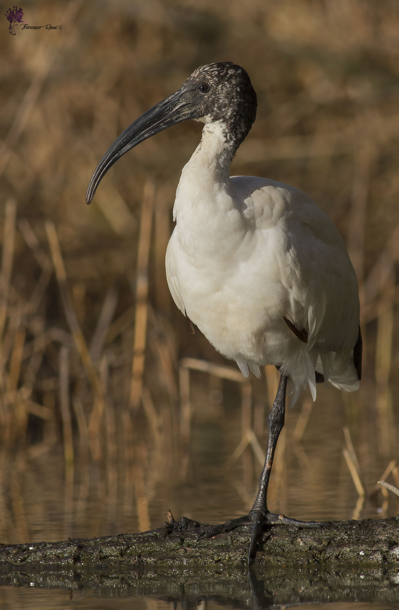 Ibis Sacred