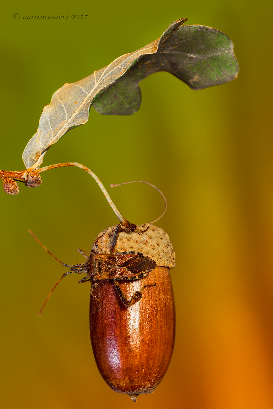 Il frutto della querce