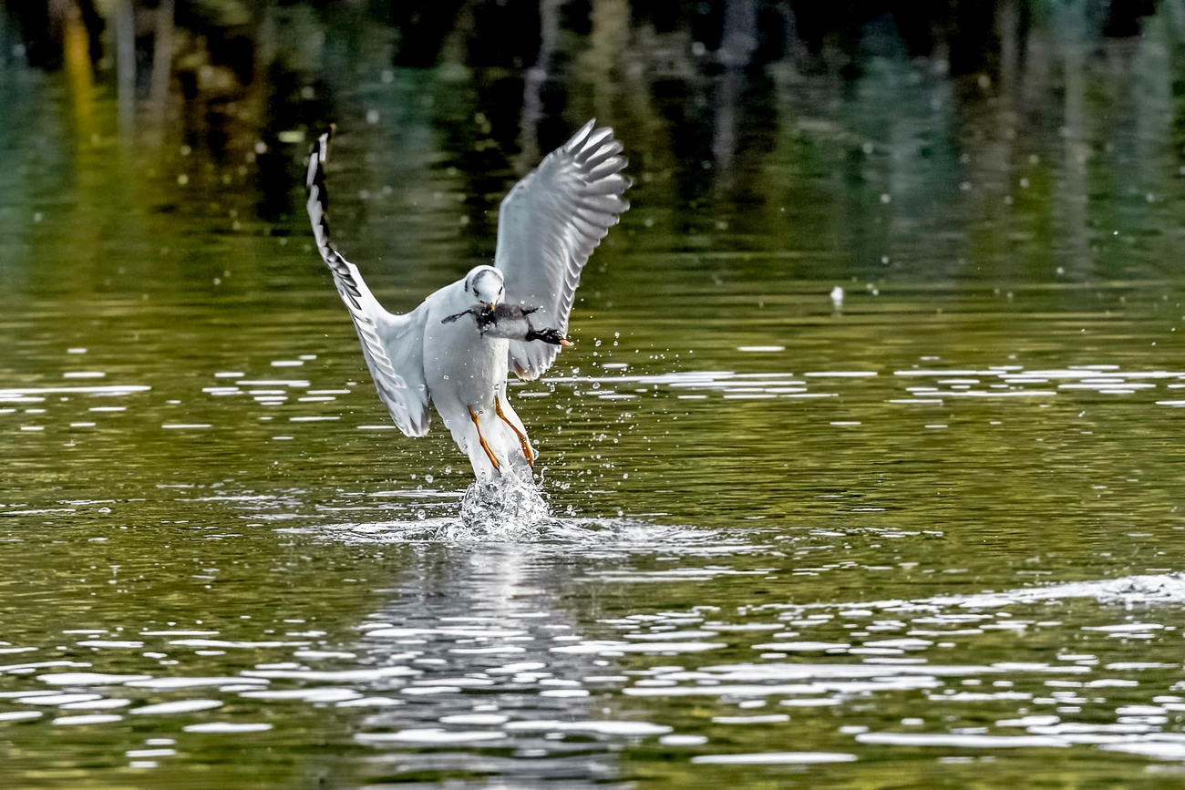 Gabbiano contro Tuffetto