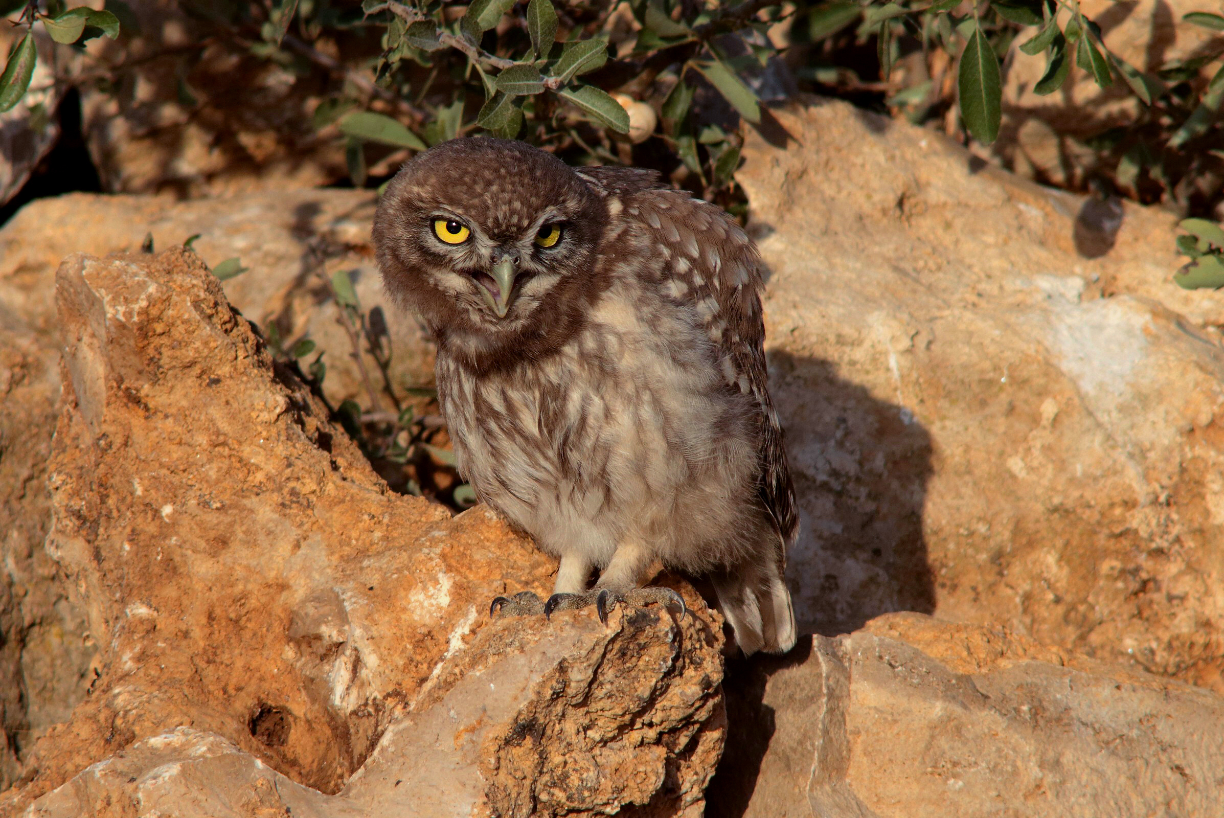 Young owl