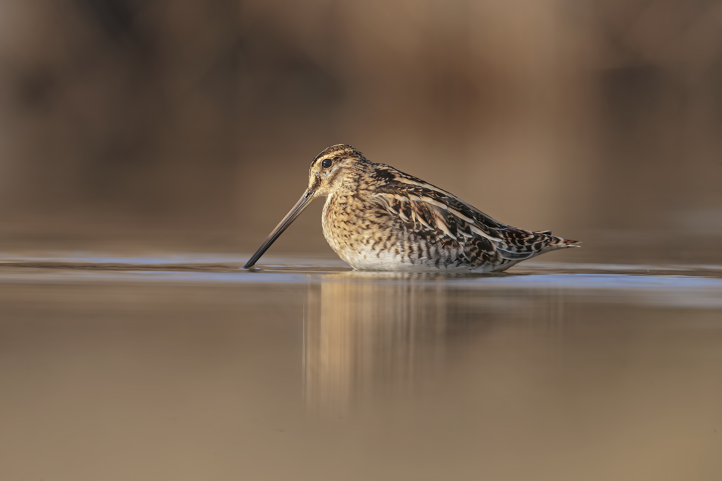 Snipe at dawn