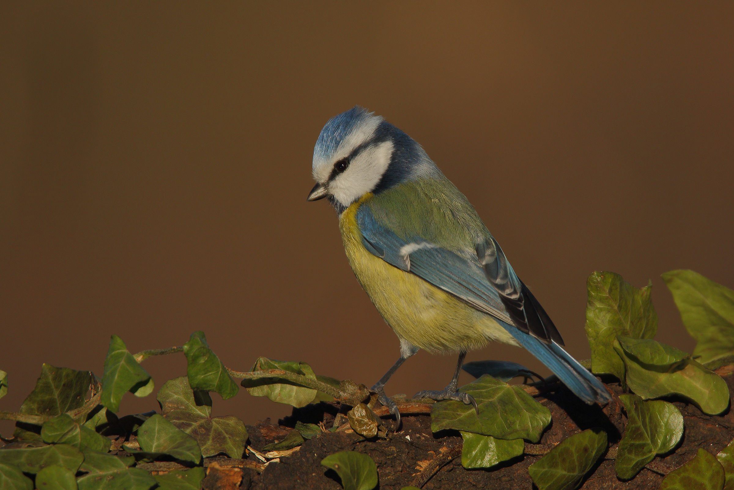 The blue tit