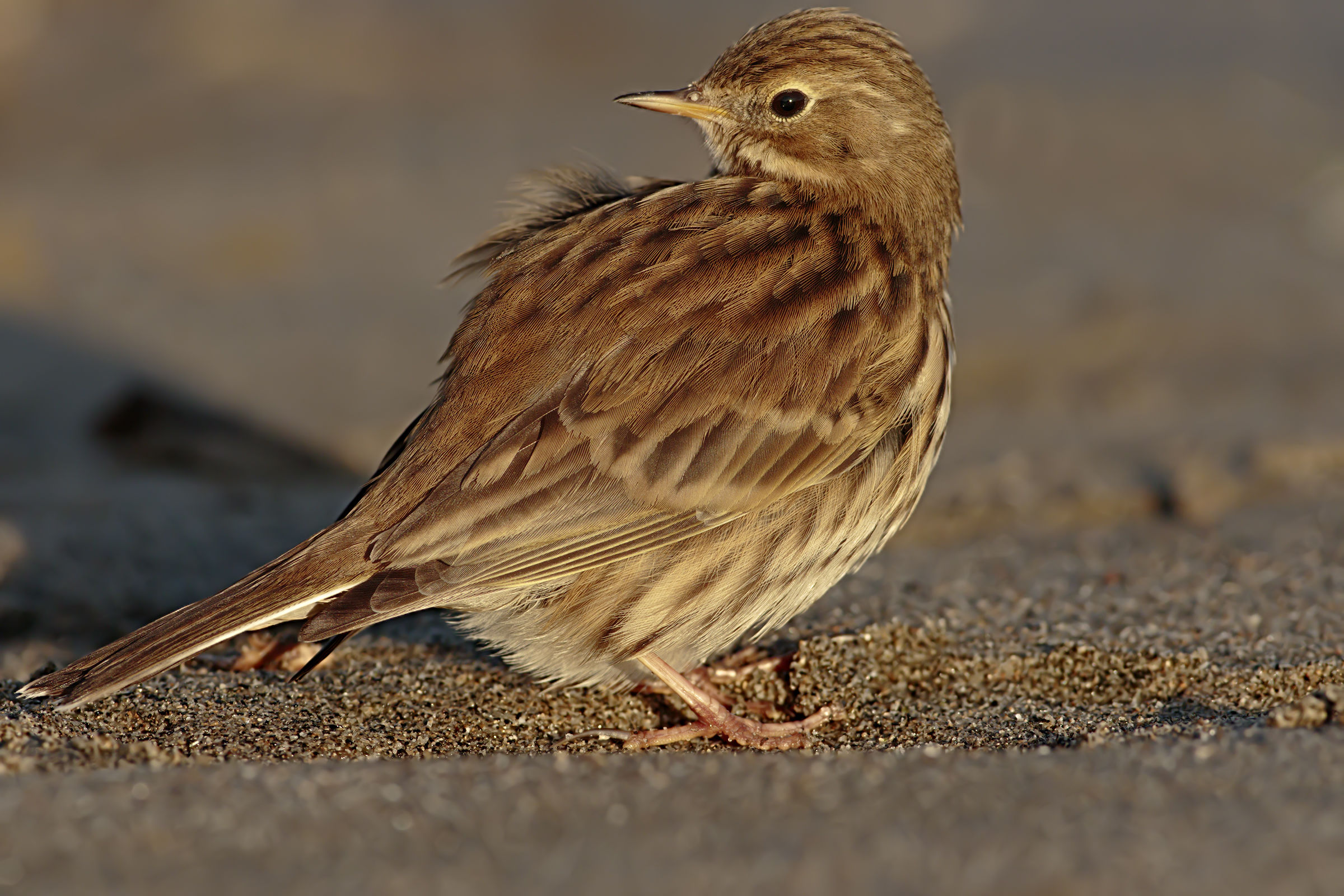 Pipit