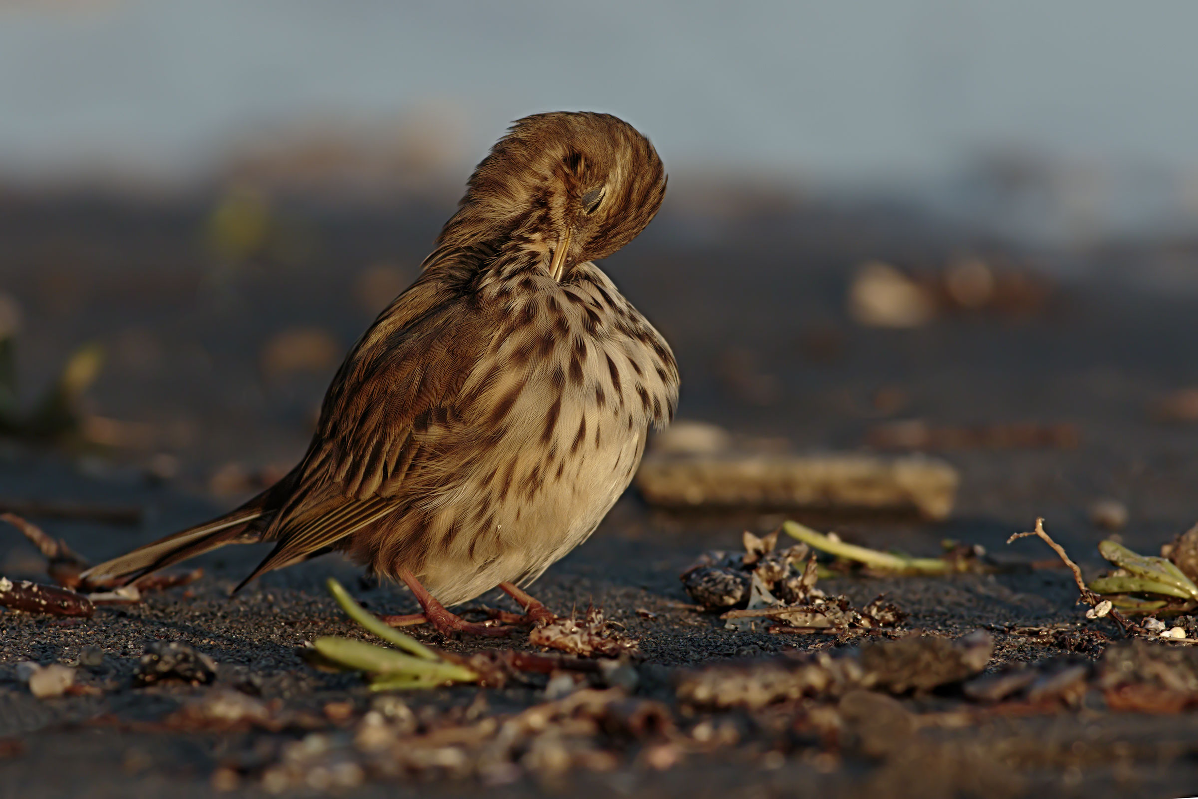 Pipit