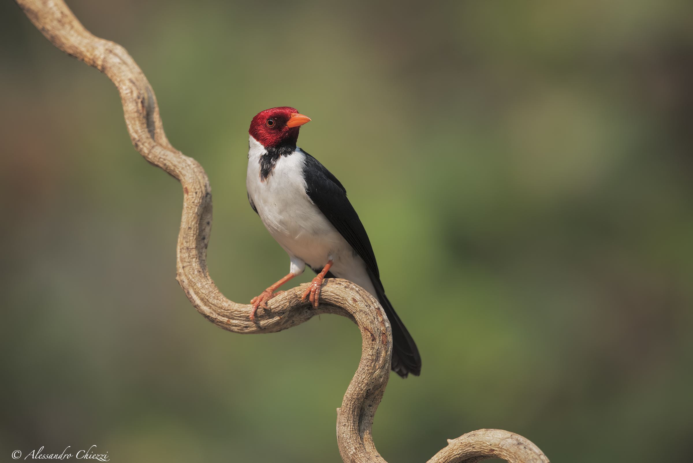 Cardinalino sull'onda