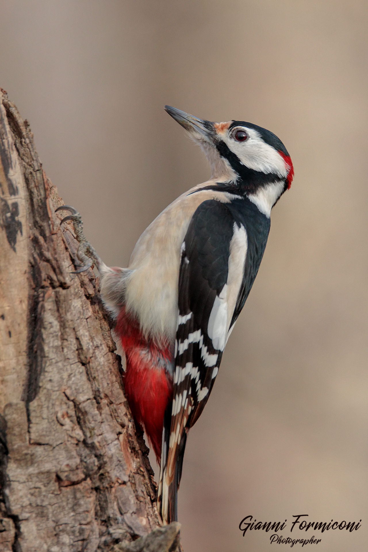 Great spotted woodpecker