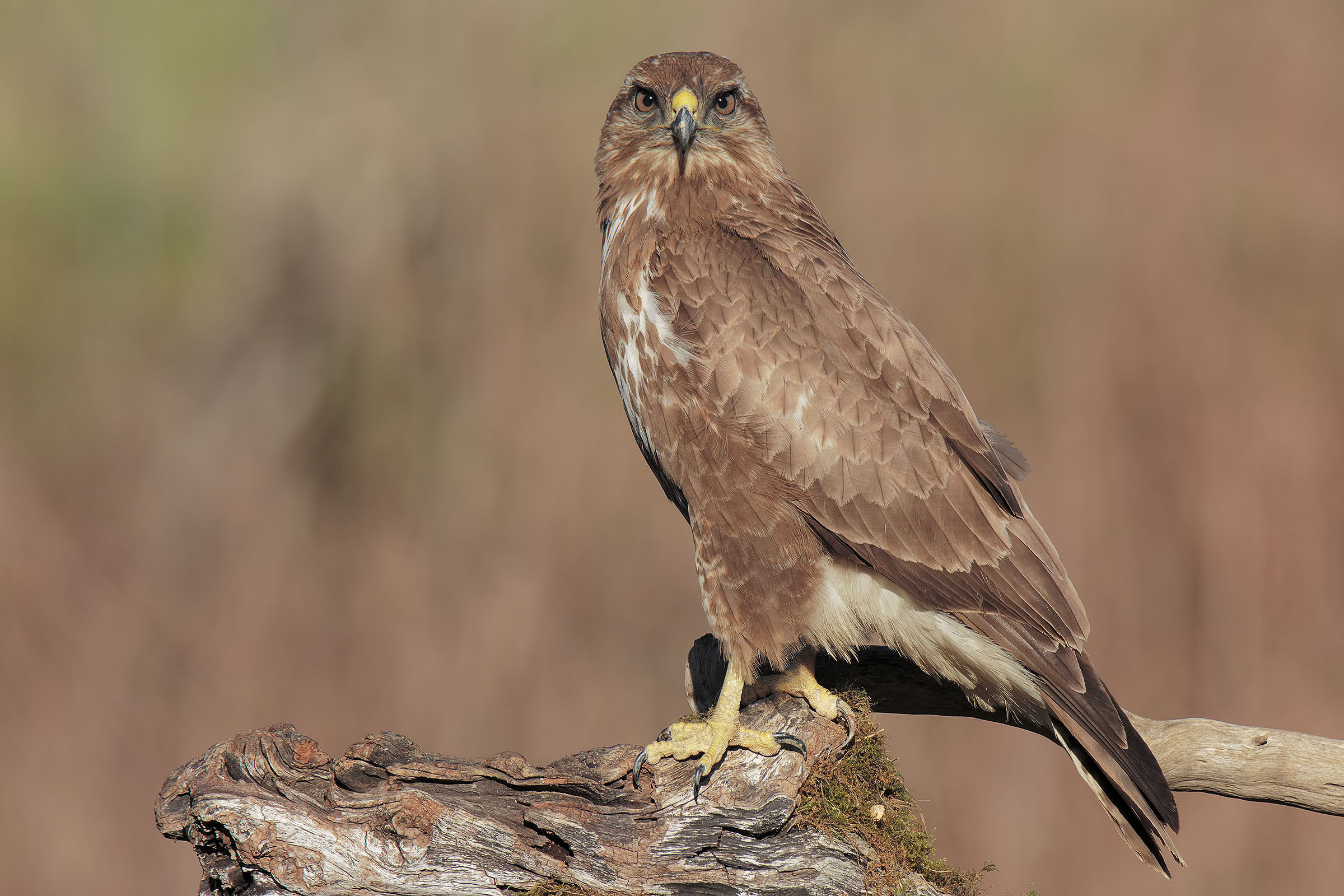 Ops .... he saw me !!!! Poiana (Buteo buteo)