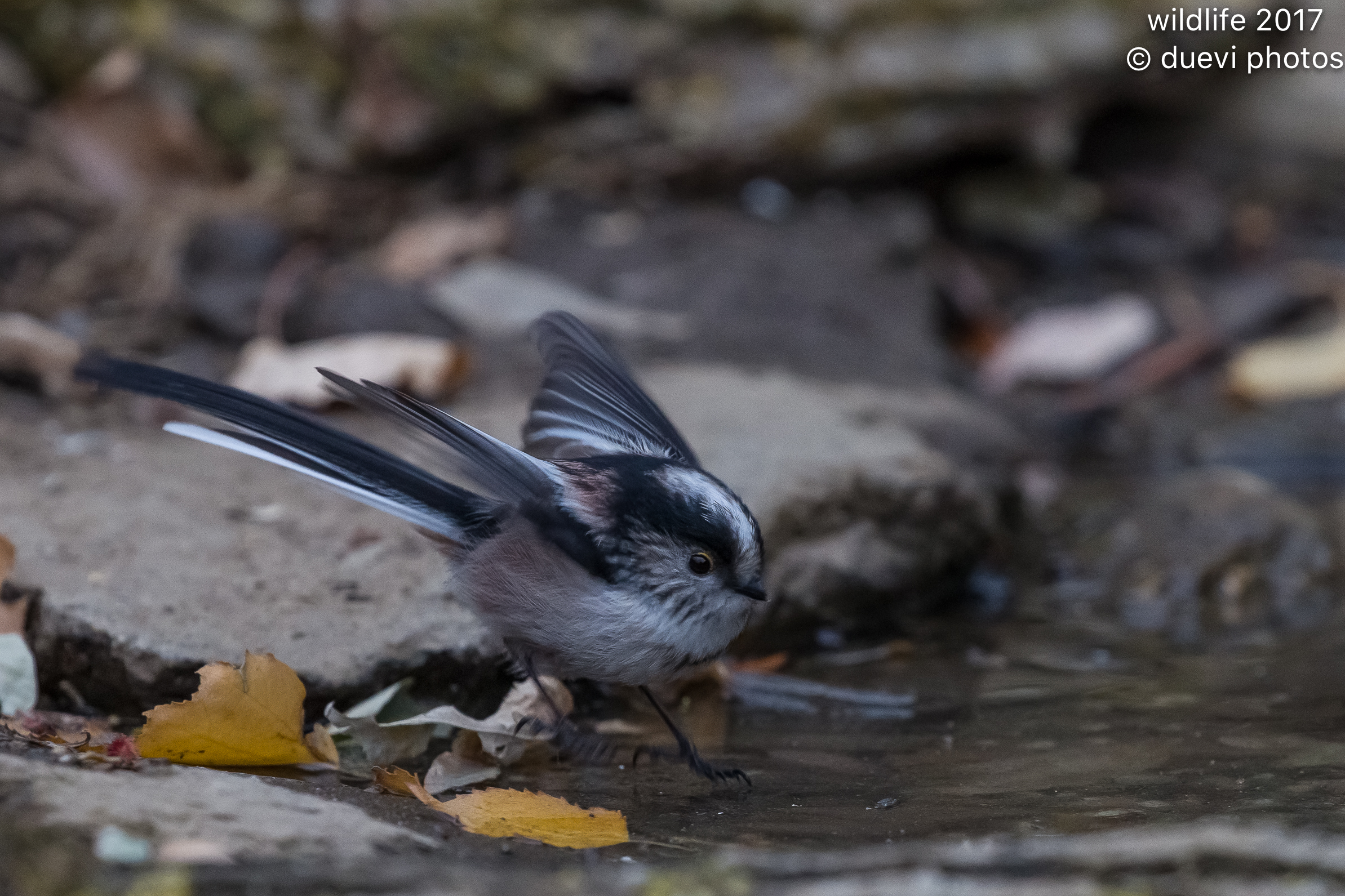 Long-tailed Tit