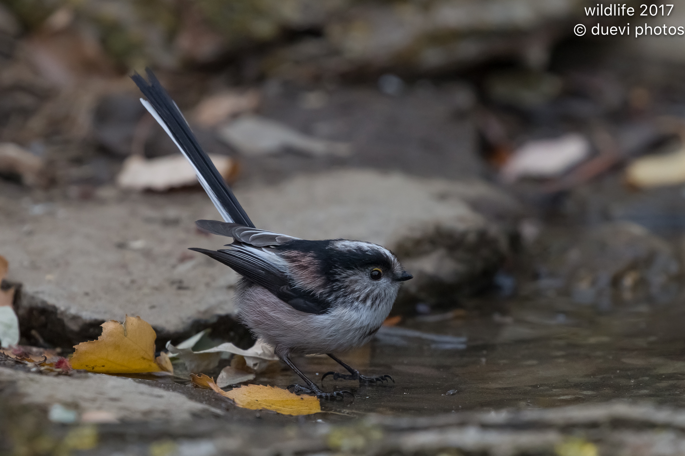Long-tailed Tit