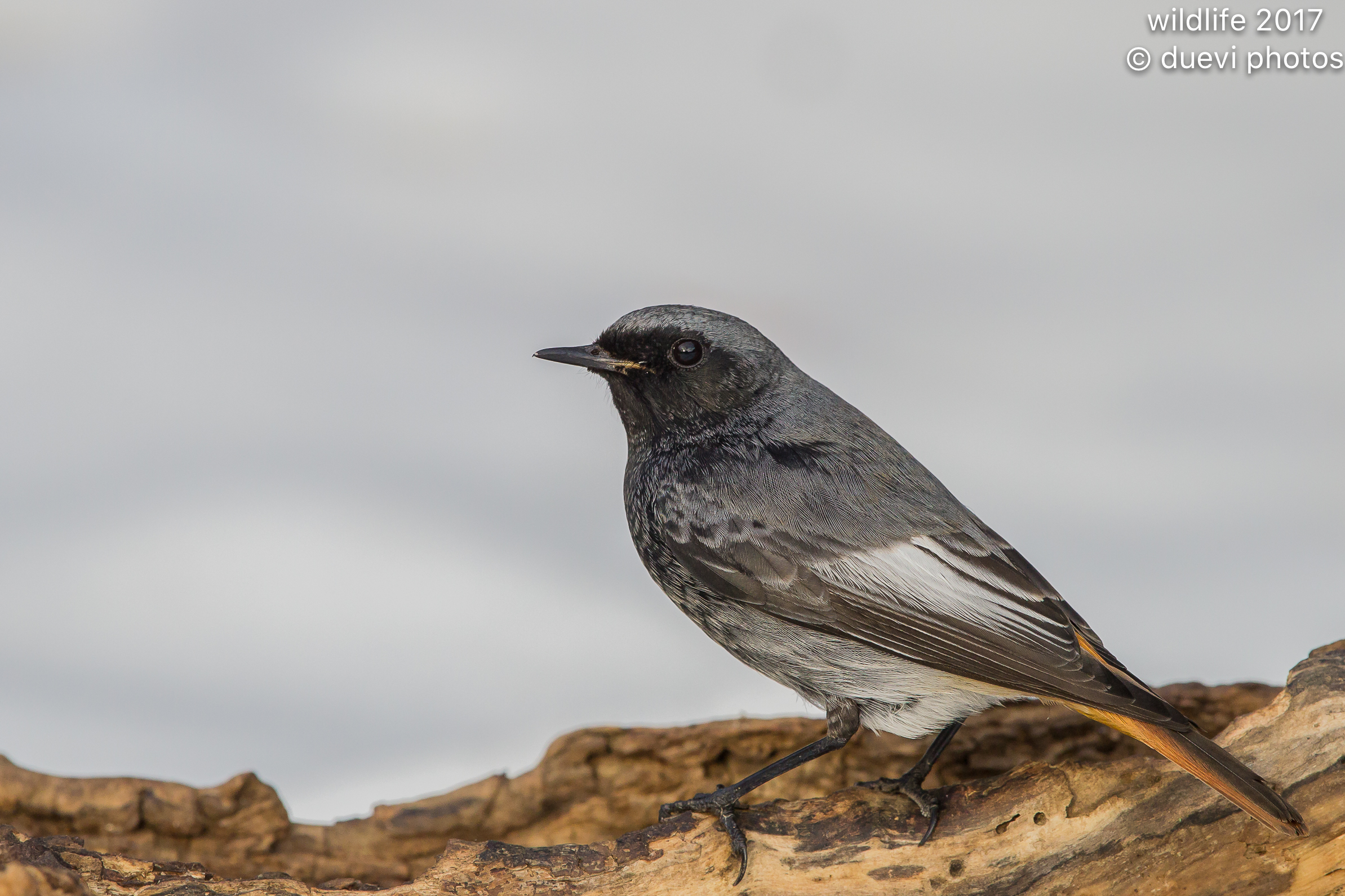 Redstart chimney sweep