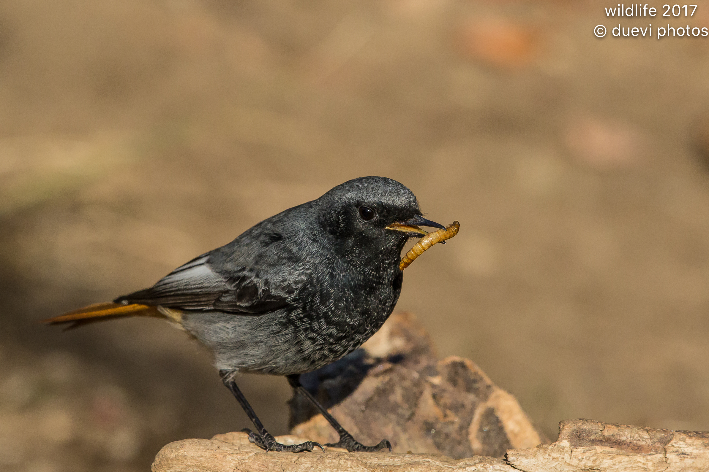 Redstart chimney sweep