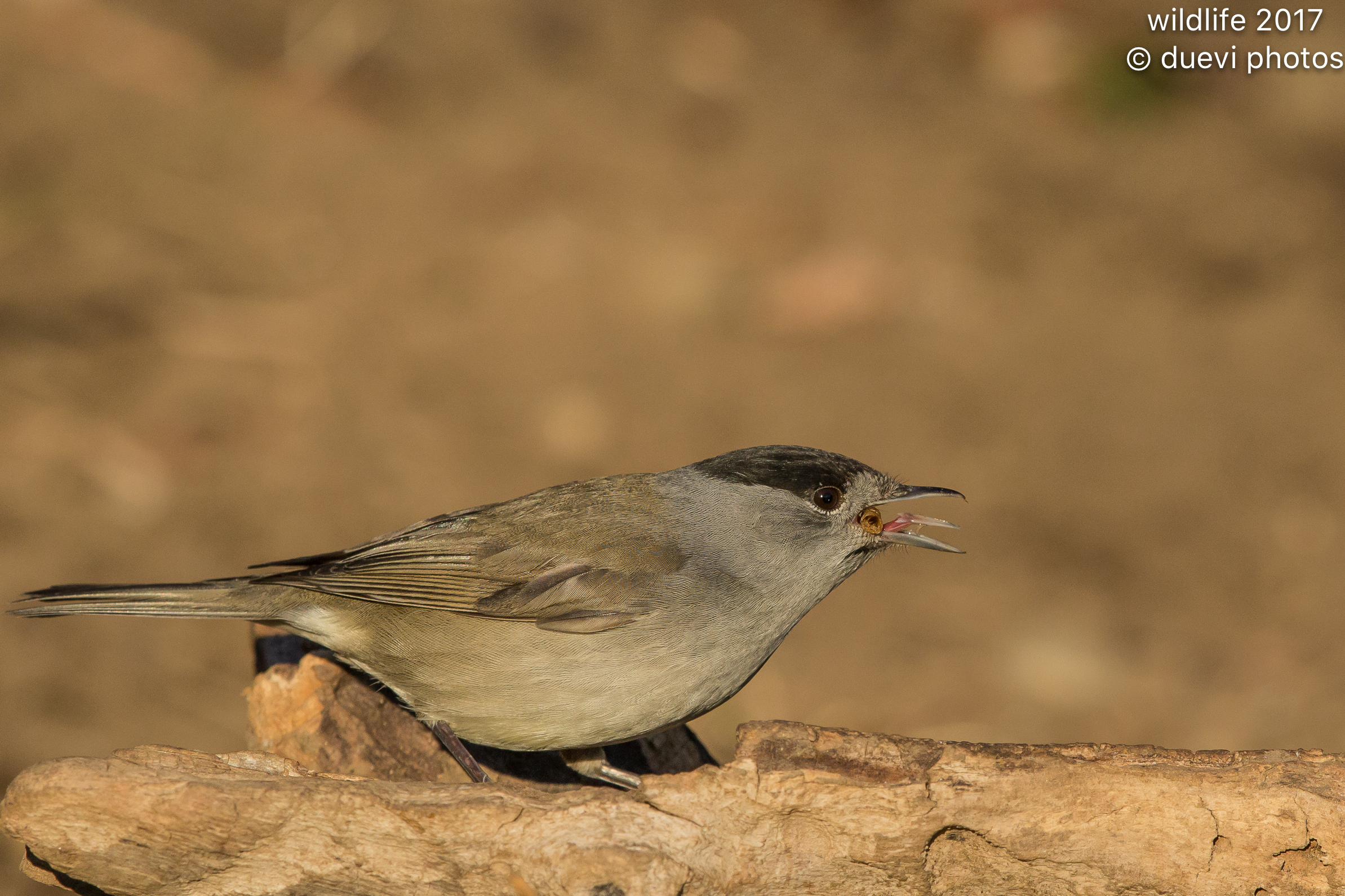 Blackcap