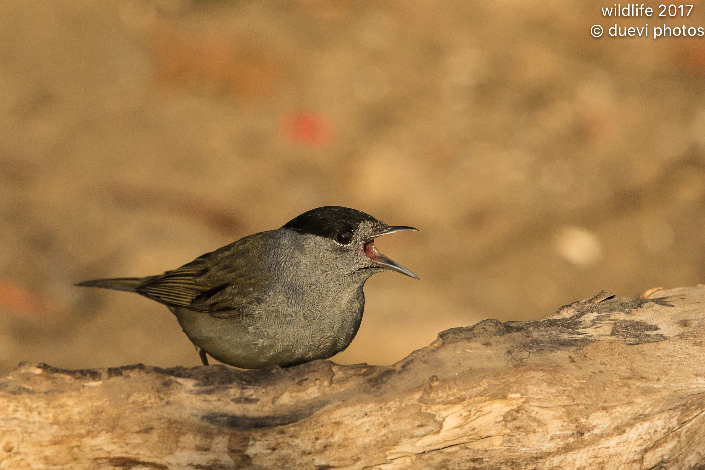 The scream of the blackcap ...