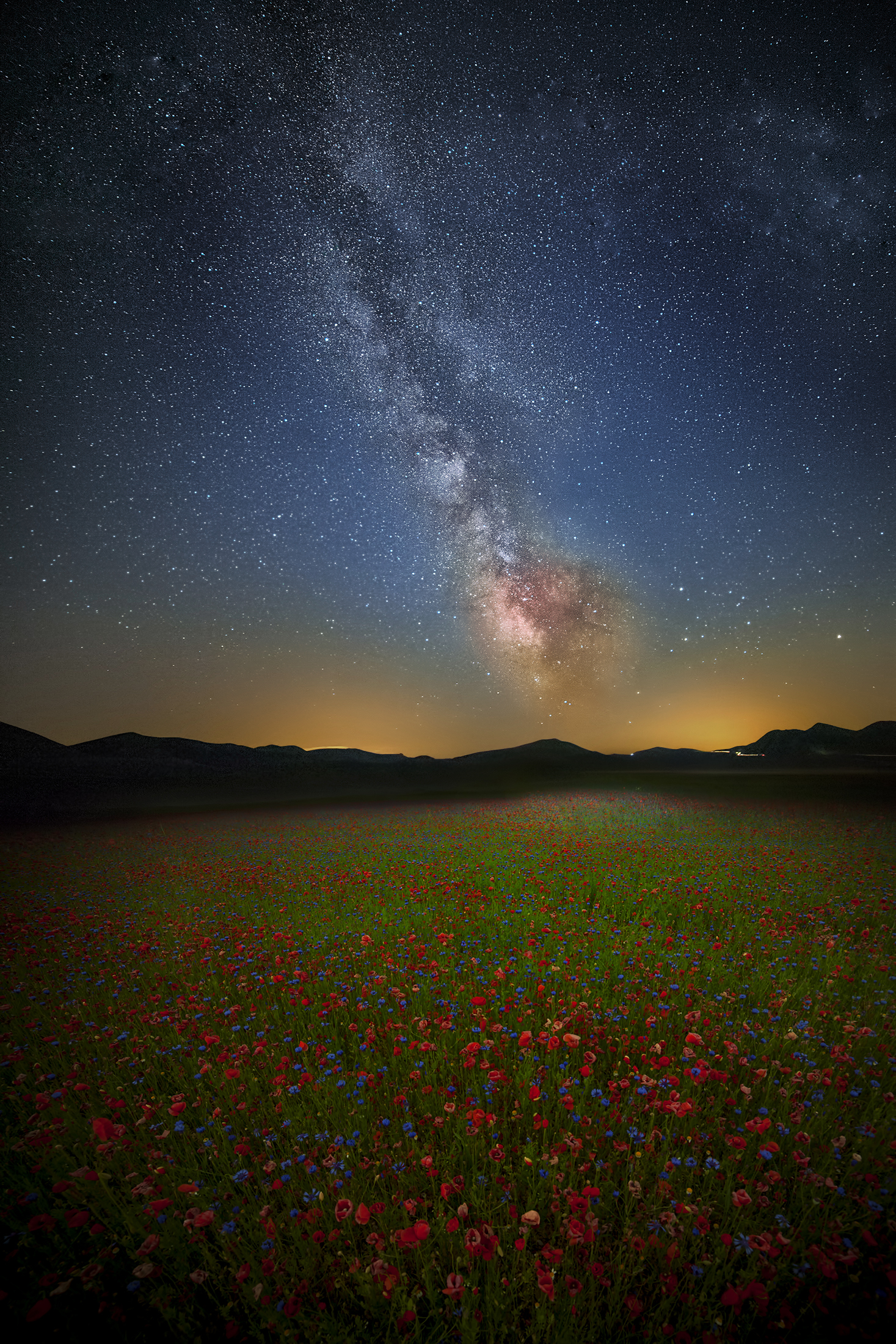 Starlight garden