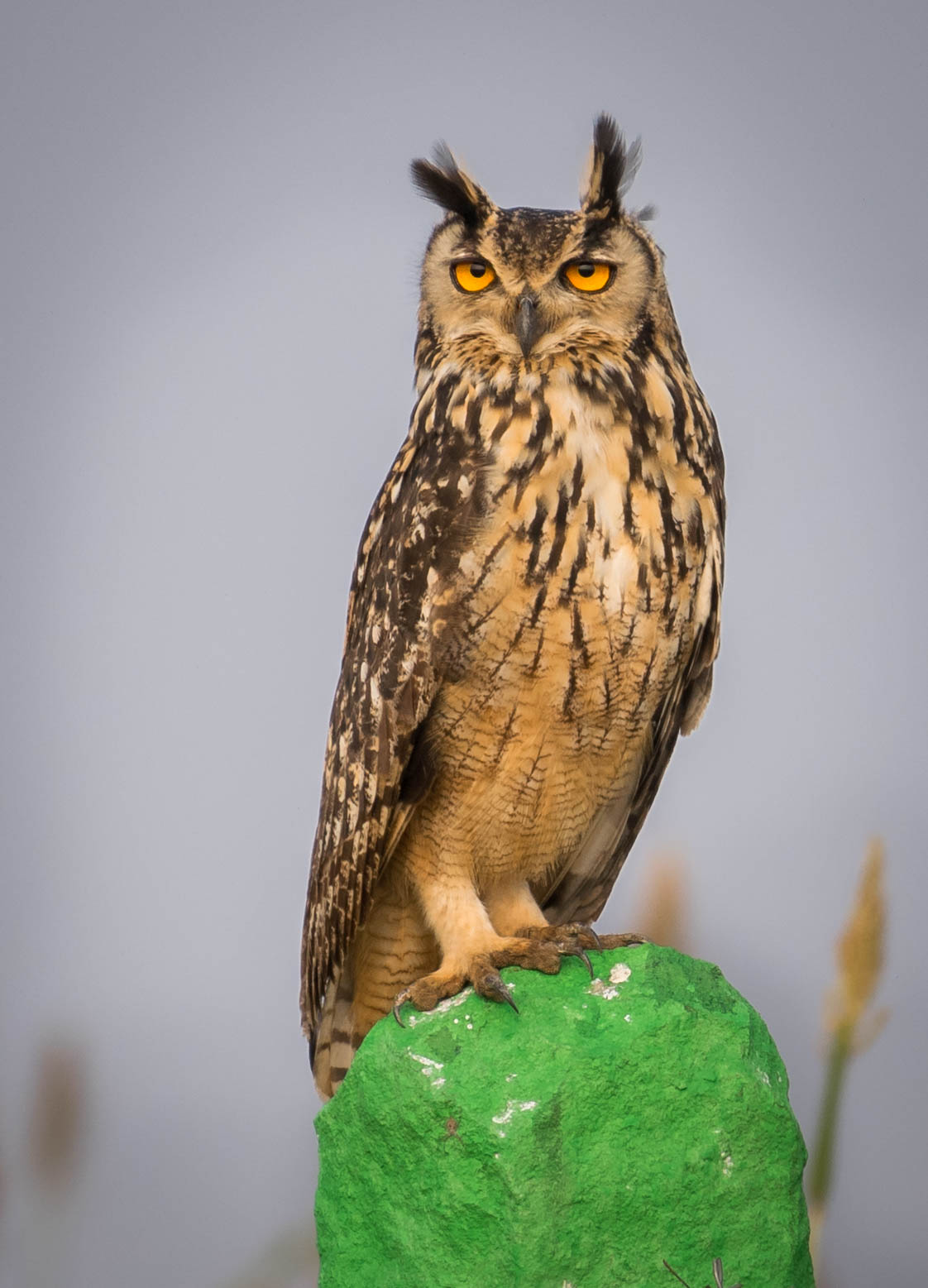 Indian eagle owl
